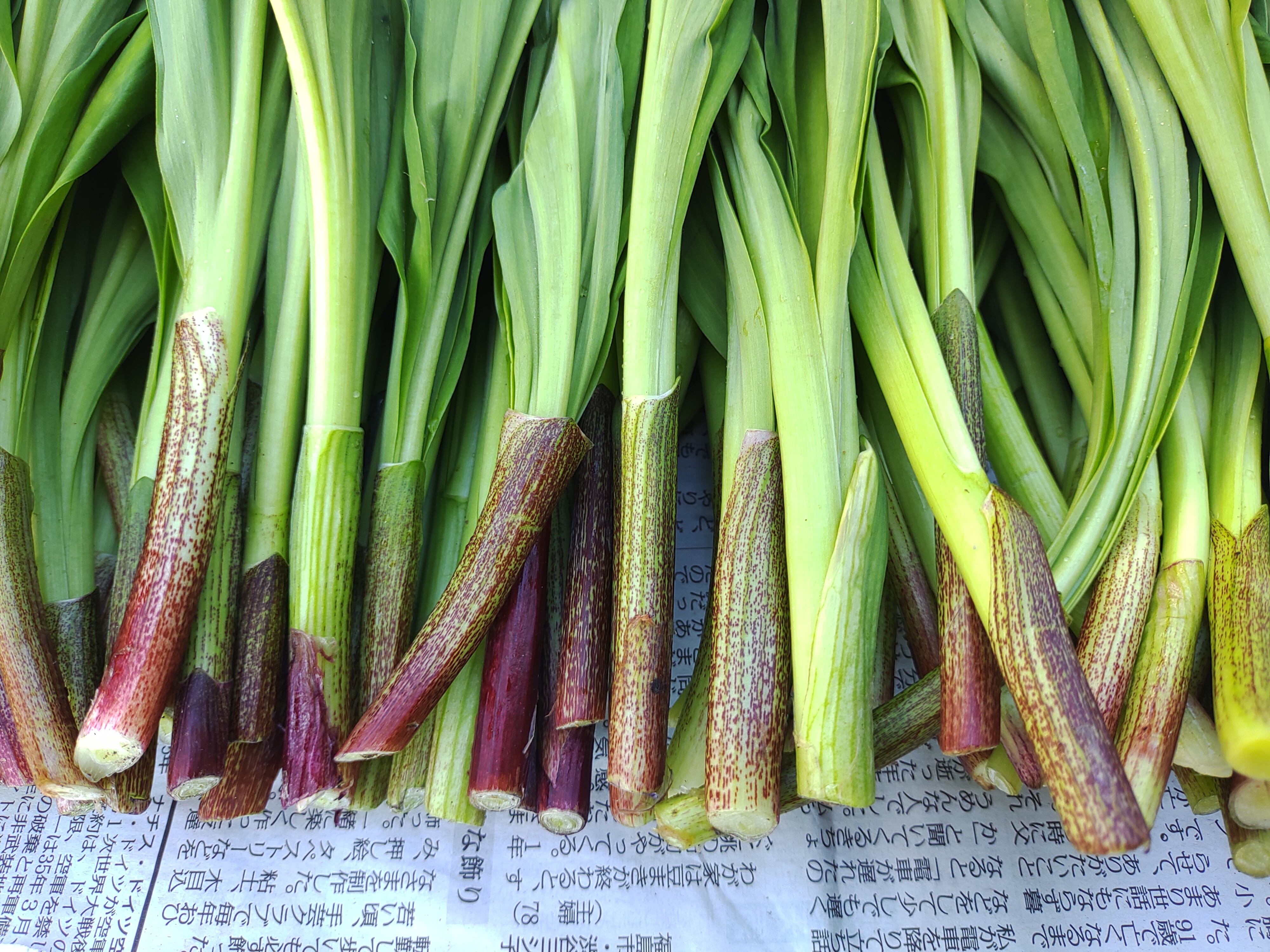 秋苗出荷中！】8年物 100本 行者にんにくの苗根 | 南蔵王 七ヶ宿農園