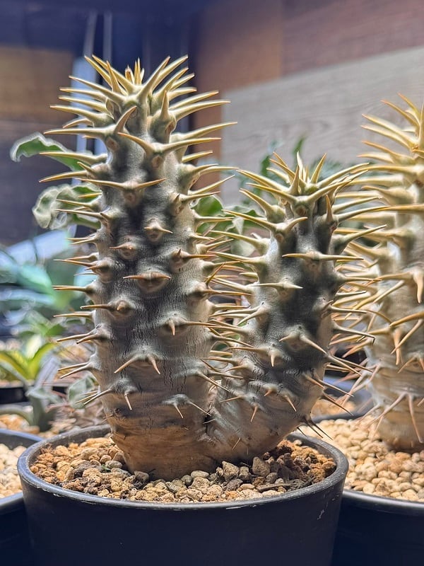 パキポディウム アンボンゲンセ Ambongense 2頭レア株 | +81aqua.plants