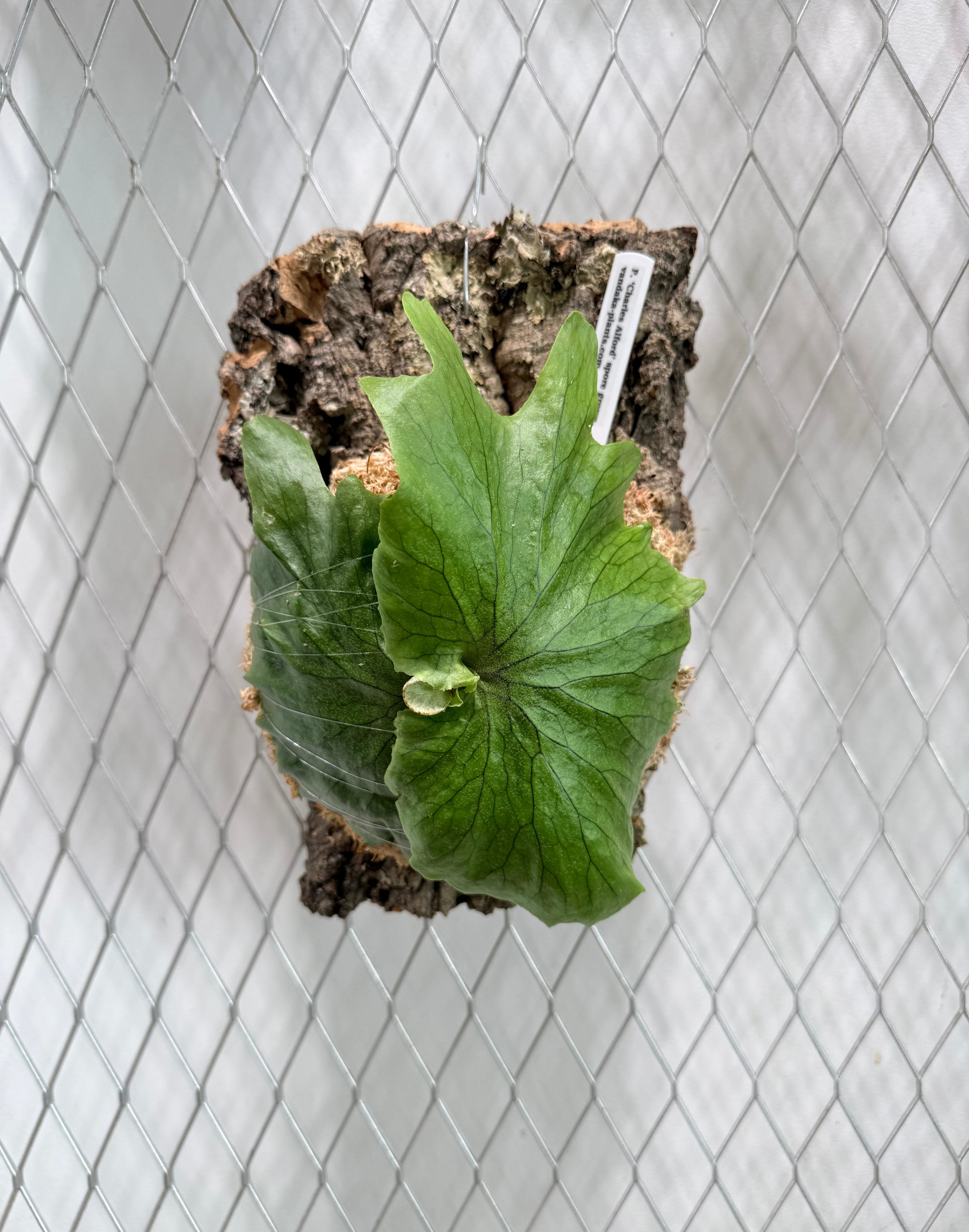 Platycerium_ビカクシダ | vandaka plants