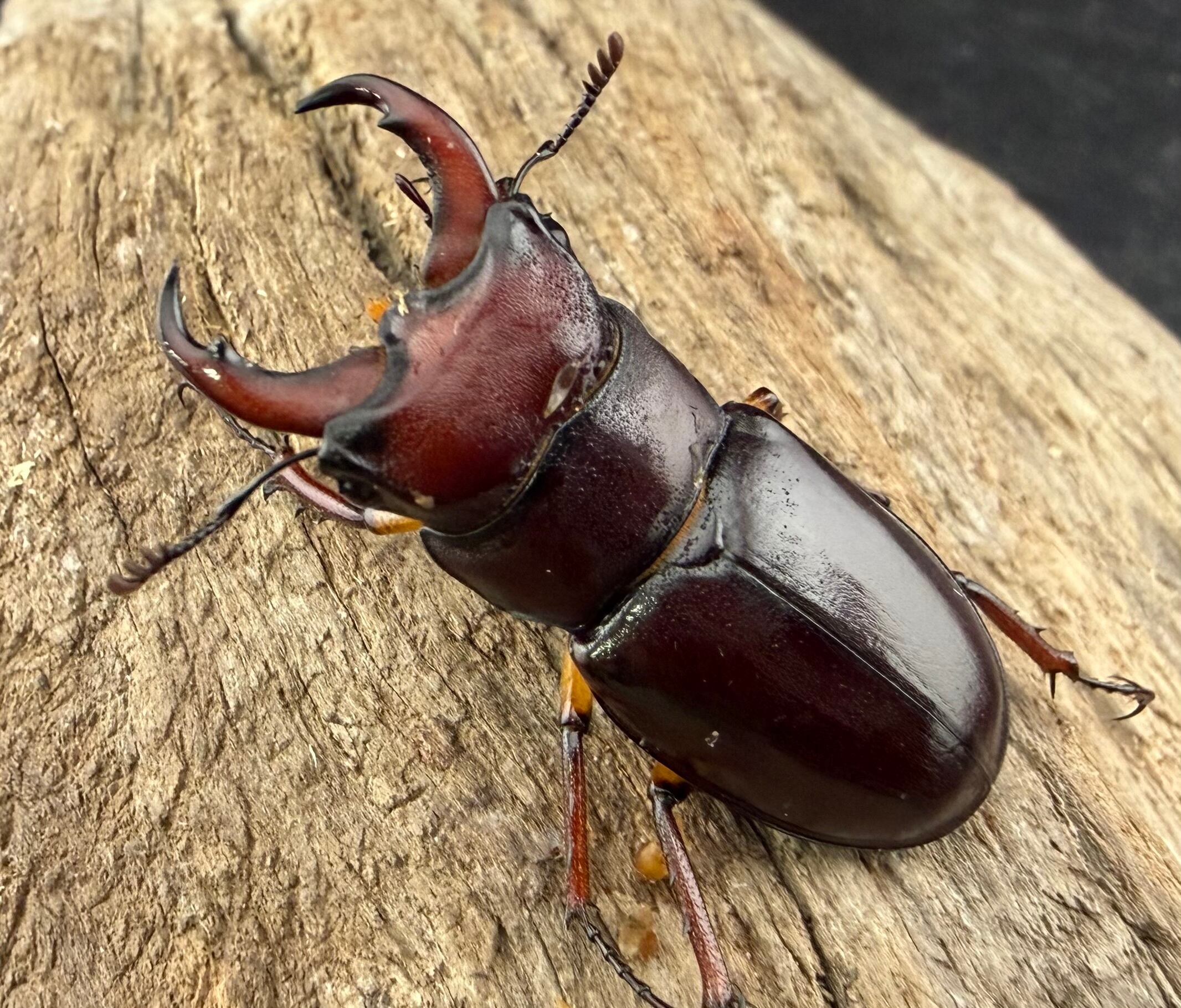 外国産クワガタ生体 | KPW公式オンラインショップ