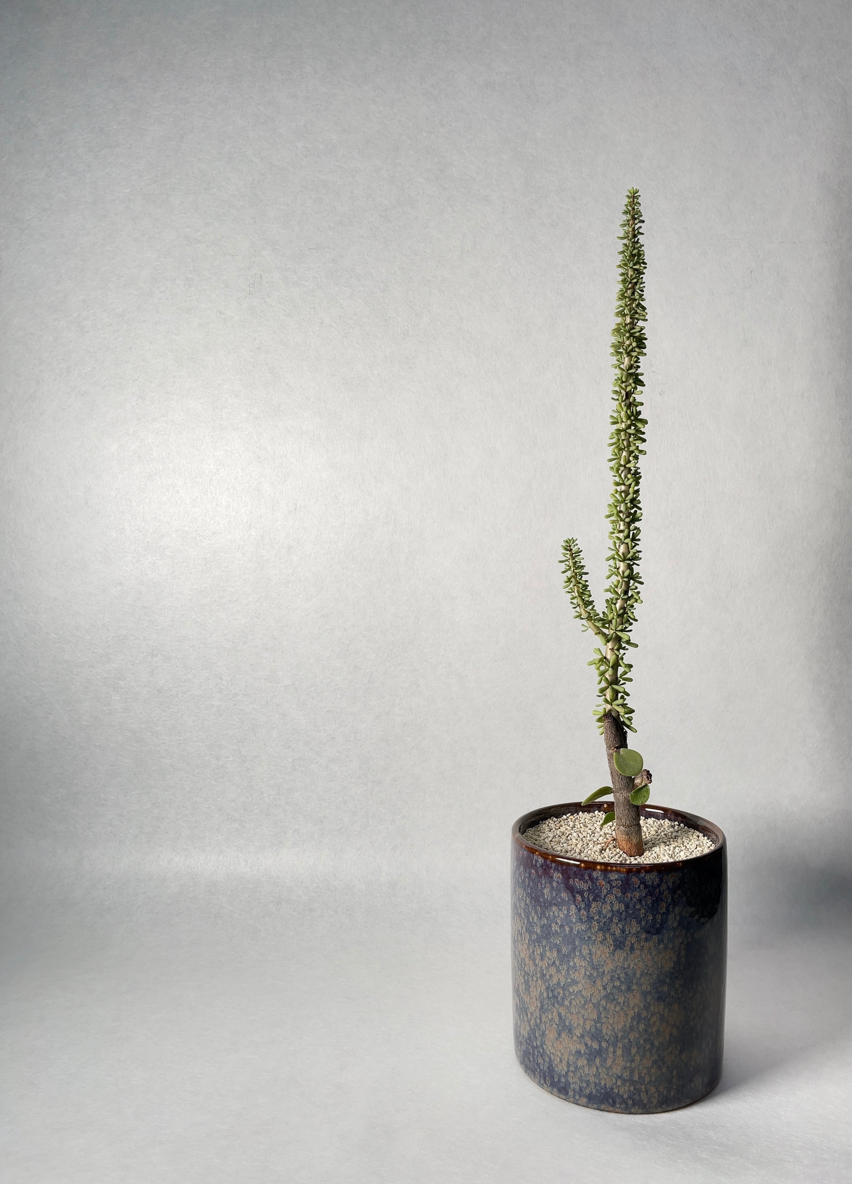 接木　ケラリア　ナマクエンシス ケラリア ナマクエンシス | 叢 – くさむら – Qusamura