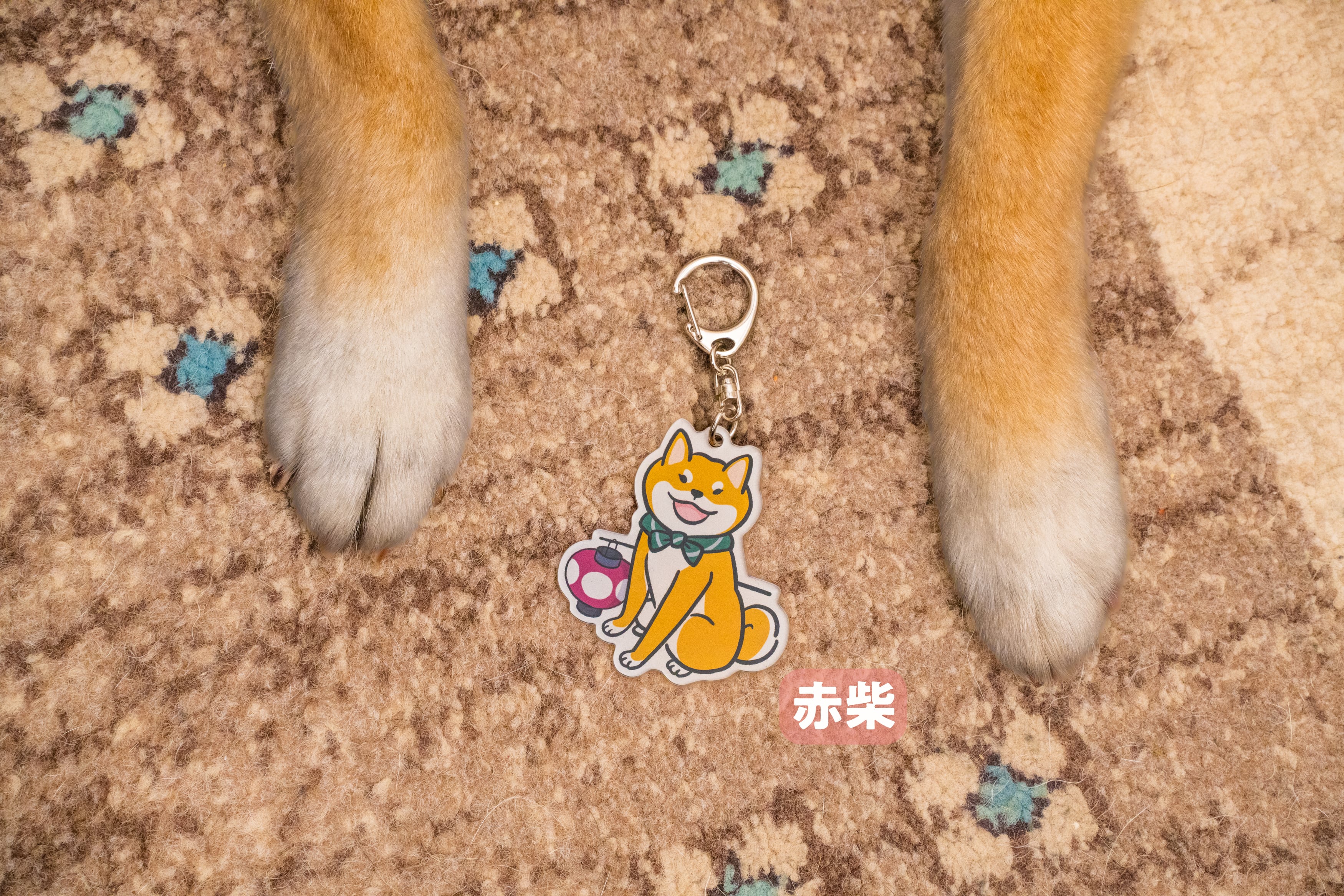 柴犬さんと提灯 アクリルキーホルダー（赤柴さん・黒柴さん） | Shi-Ba