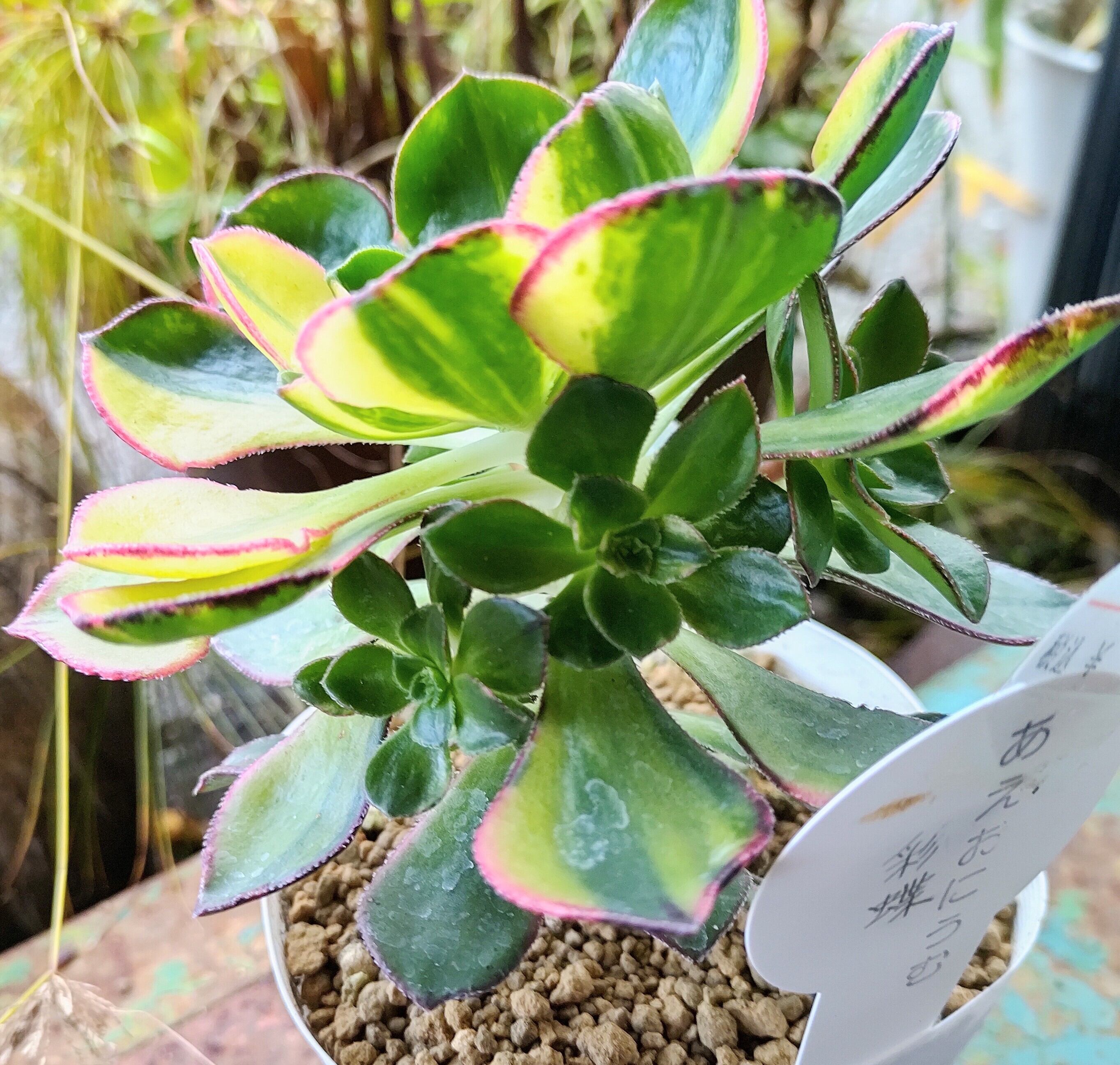 あえおにうむ彩蝶 | RuPo 多肉植物専門店