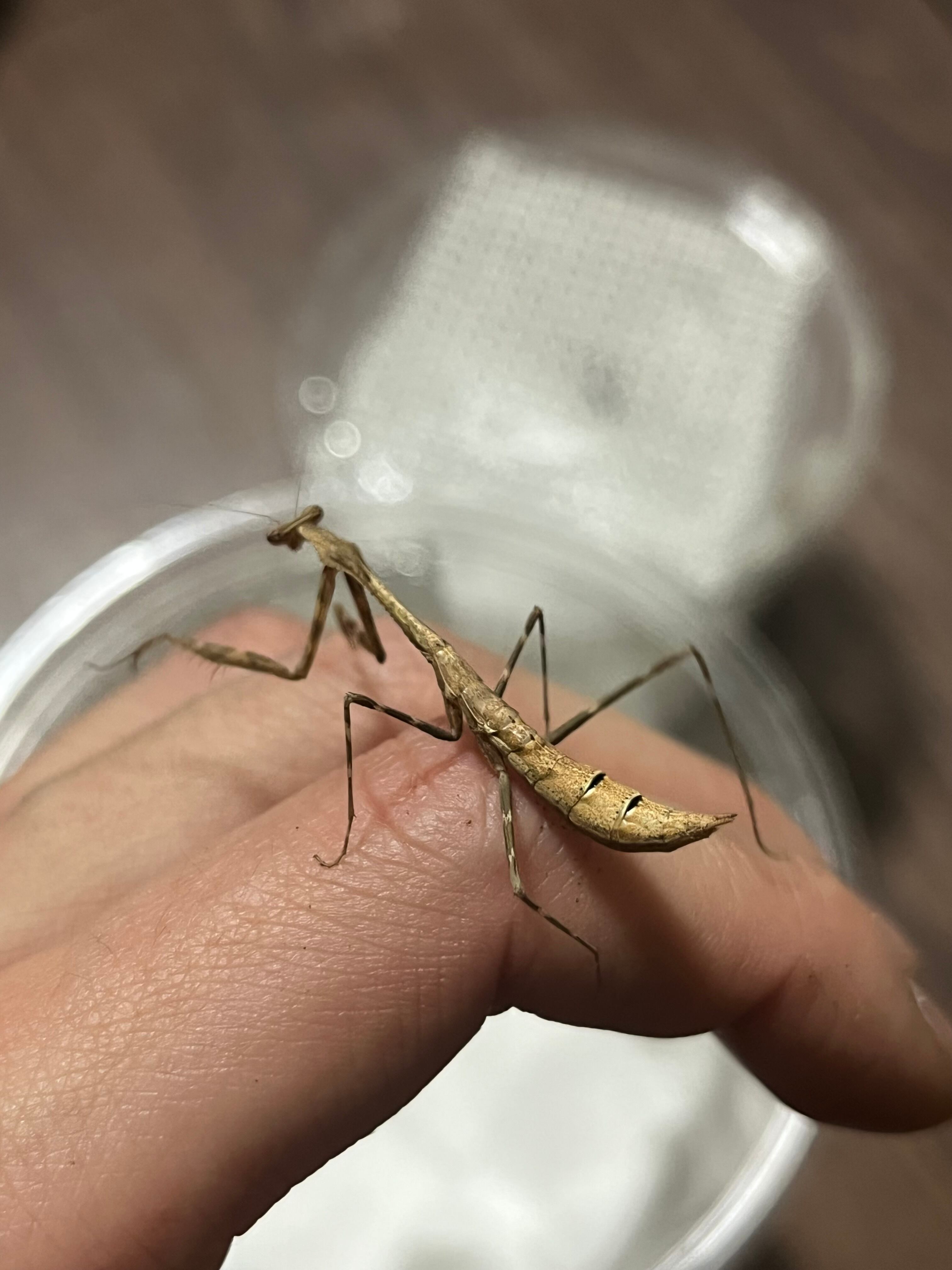 カマキリ | オモニキチュウ