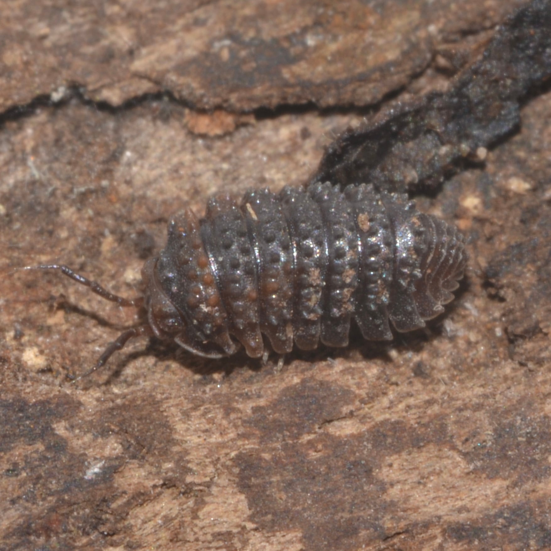 激レア】Paratoradjia vietnamensis ダンゴムシ 5匹セット | 昆虫