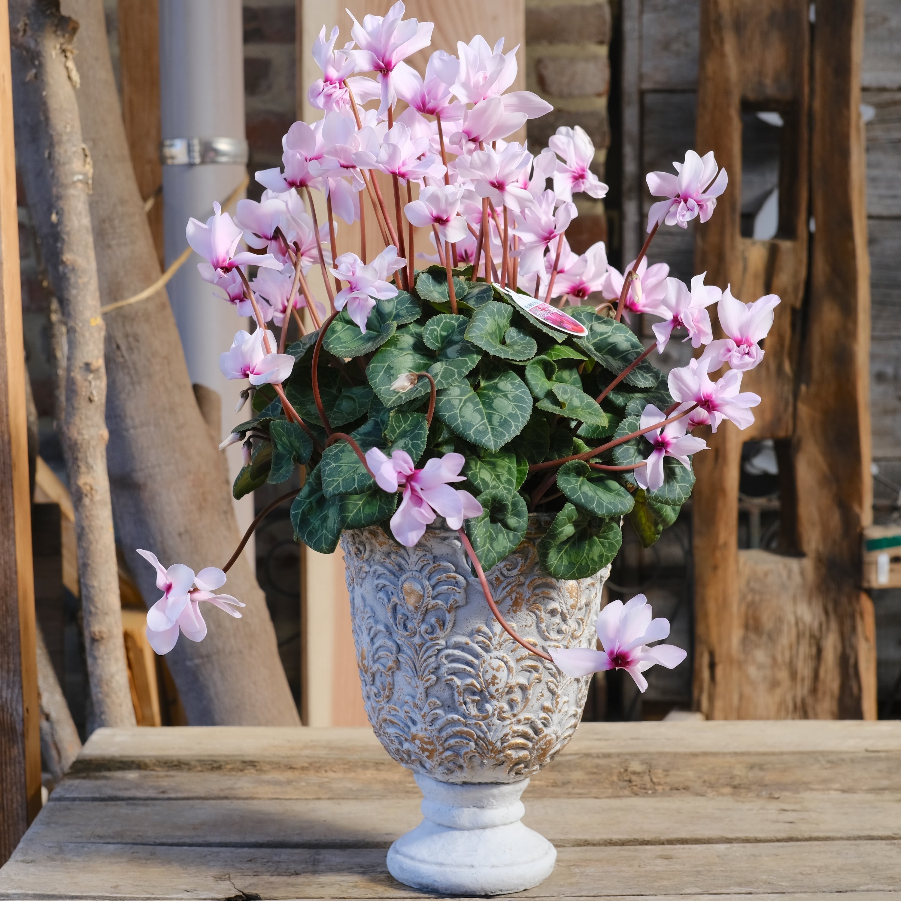 八重崎ミニシクラメン 斑入り チモピンク　③　＊同梱推奨商品 No, 10】ミニシクラメン チモシリーズ 八重《 枝垂れざき 》鉢なし