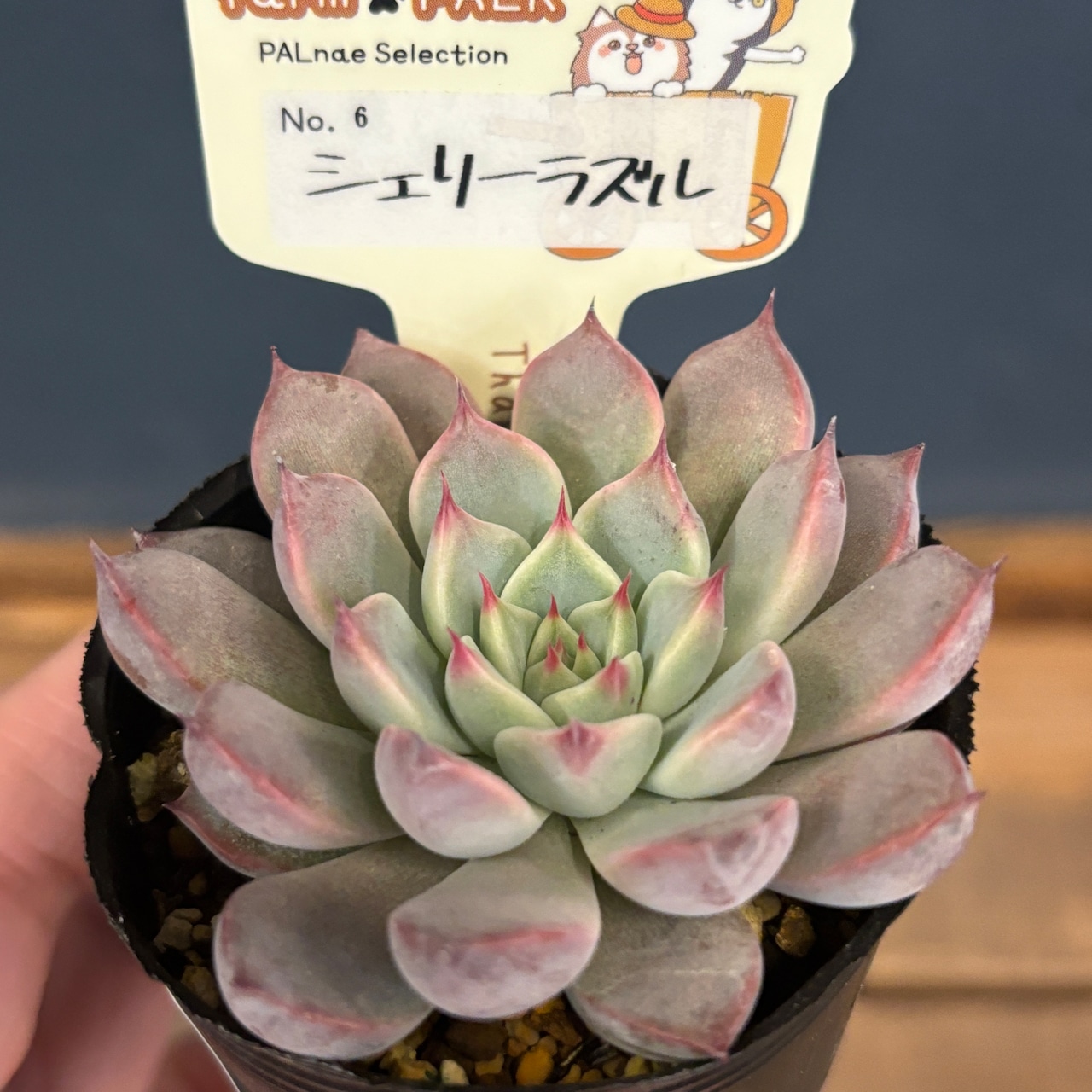 farmPALKさん苗 エケベリア シェリーラズル【384】