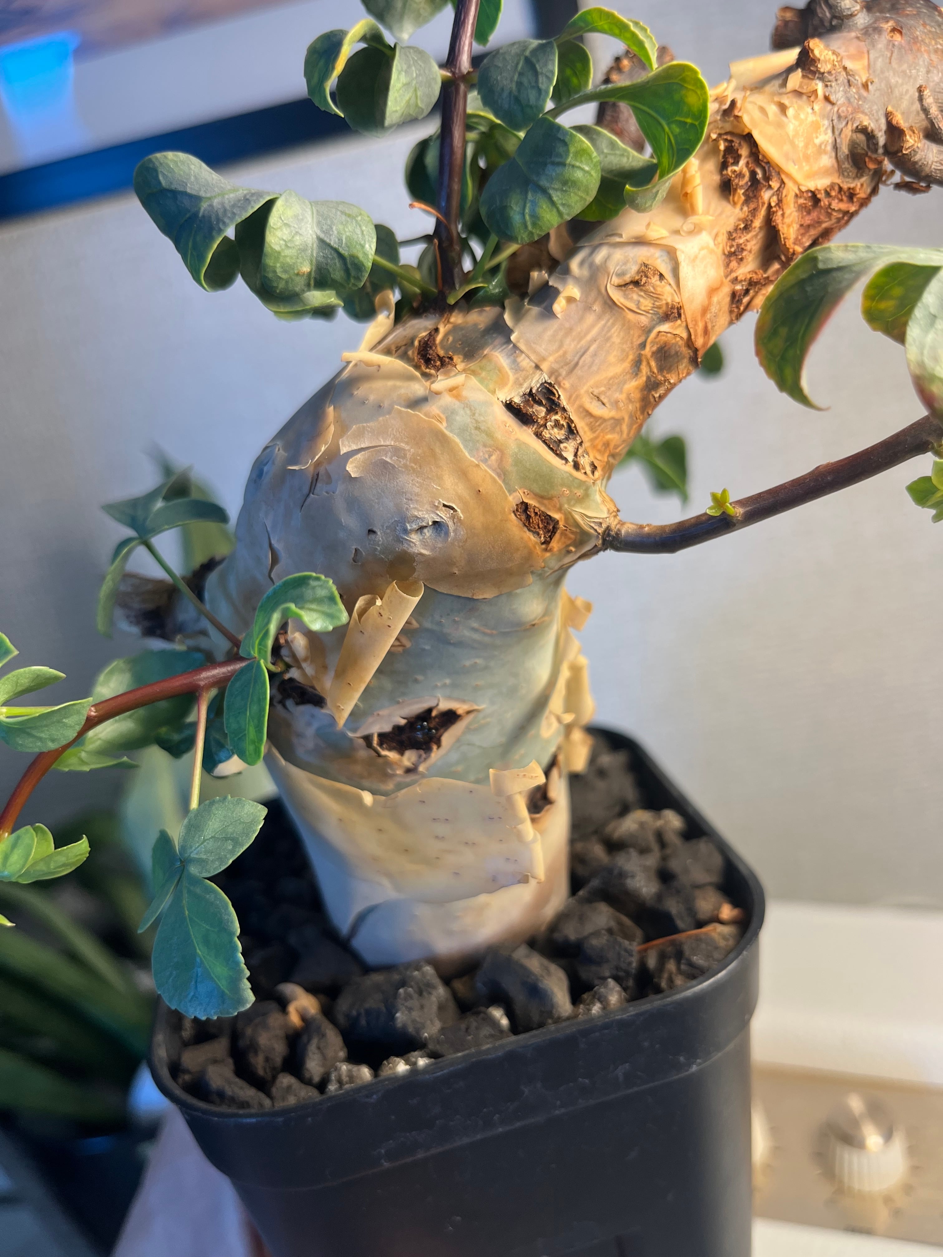 コミフォラ カタフ ピュアソマリア Commiphora グラキリス パキプス Commiphora kataf 