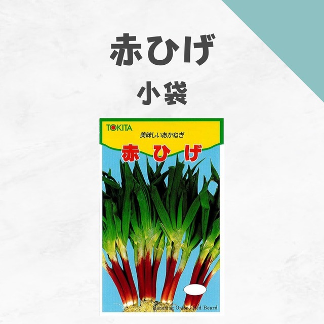 赤ひげ　ネギ種子・小袋