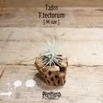 【送料無料】テクトラム M〔エアプランツ〕現品発送T2611