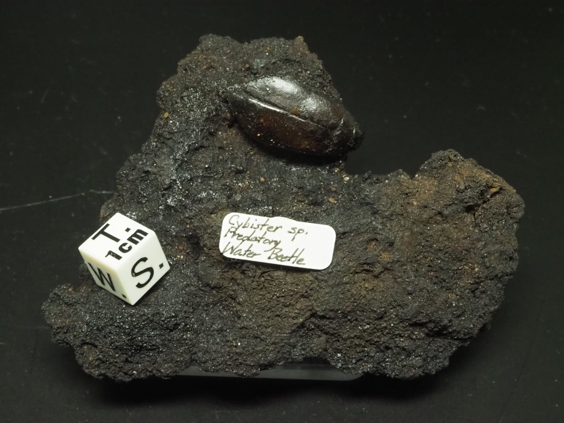 タールピット産ウォーターバグ！水甲虫の化石【Cybister sp.】アメリカ