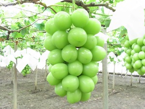 【特選】シャインマスカット2kg箱※数量限定
