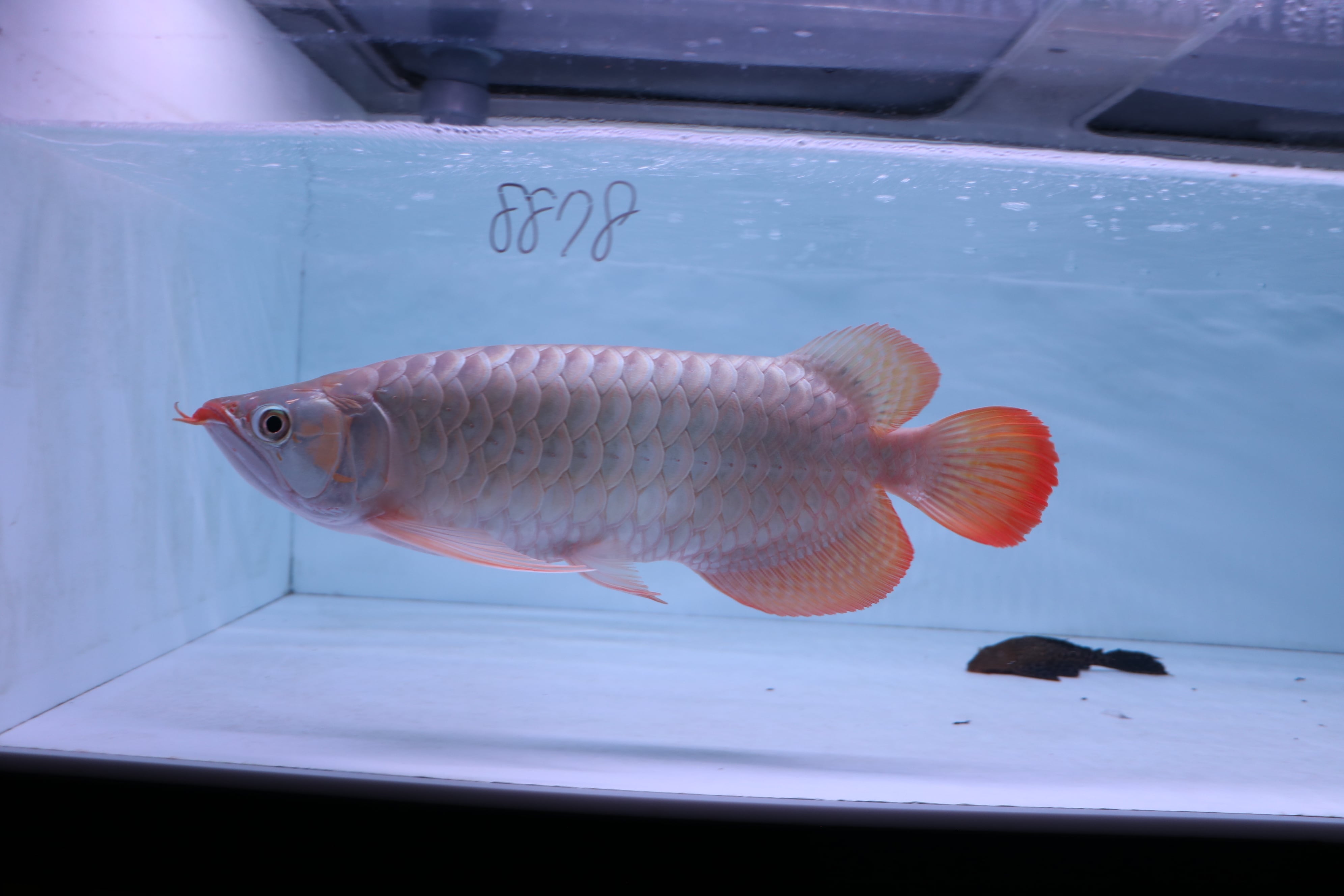 紅龍 no.8878（ハイボディ）☆完品トップクオリティ☆ ±43