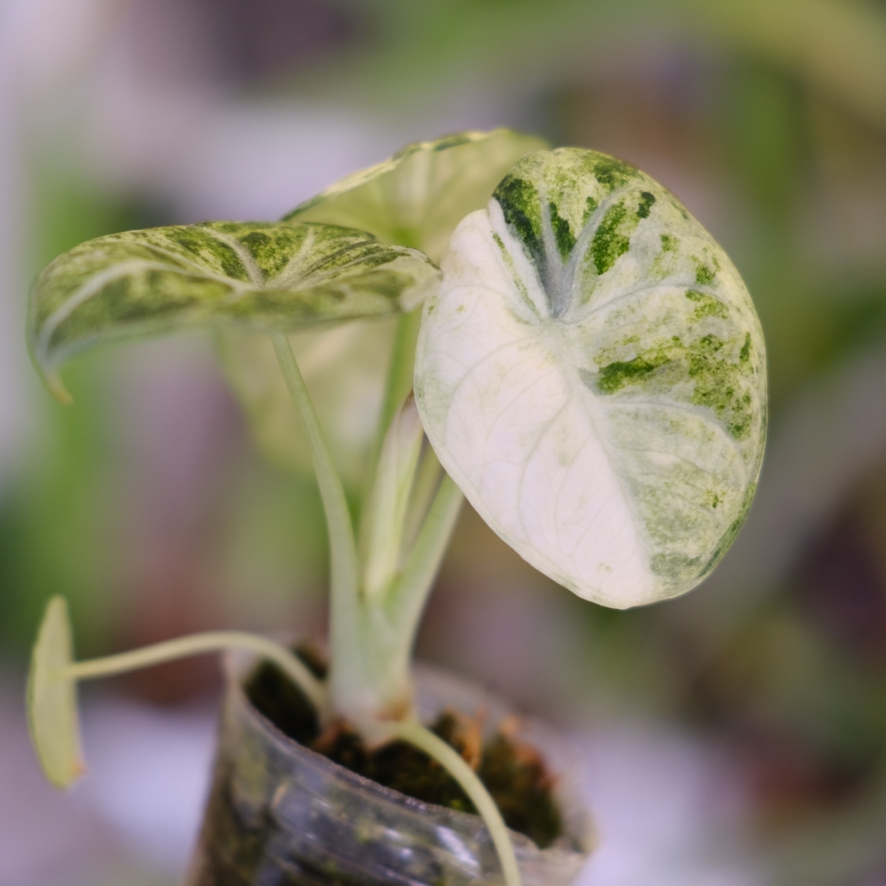 Alocasia Ninja Tricolor│アロカシア ニンジャ 斑入②│観葉植物