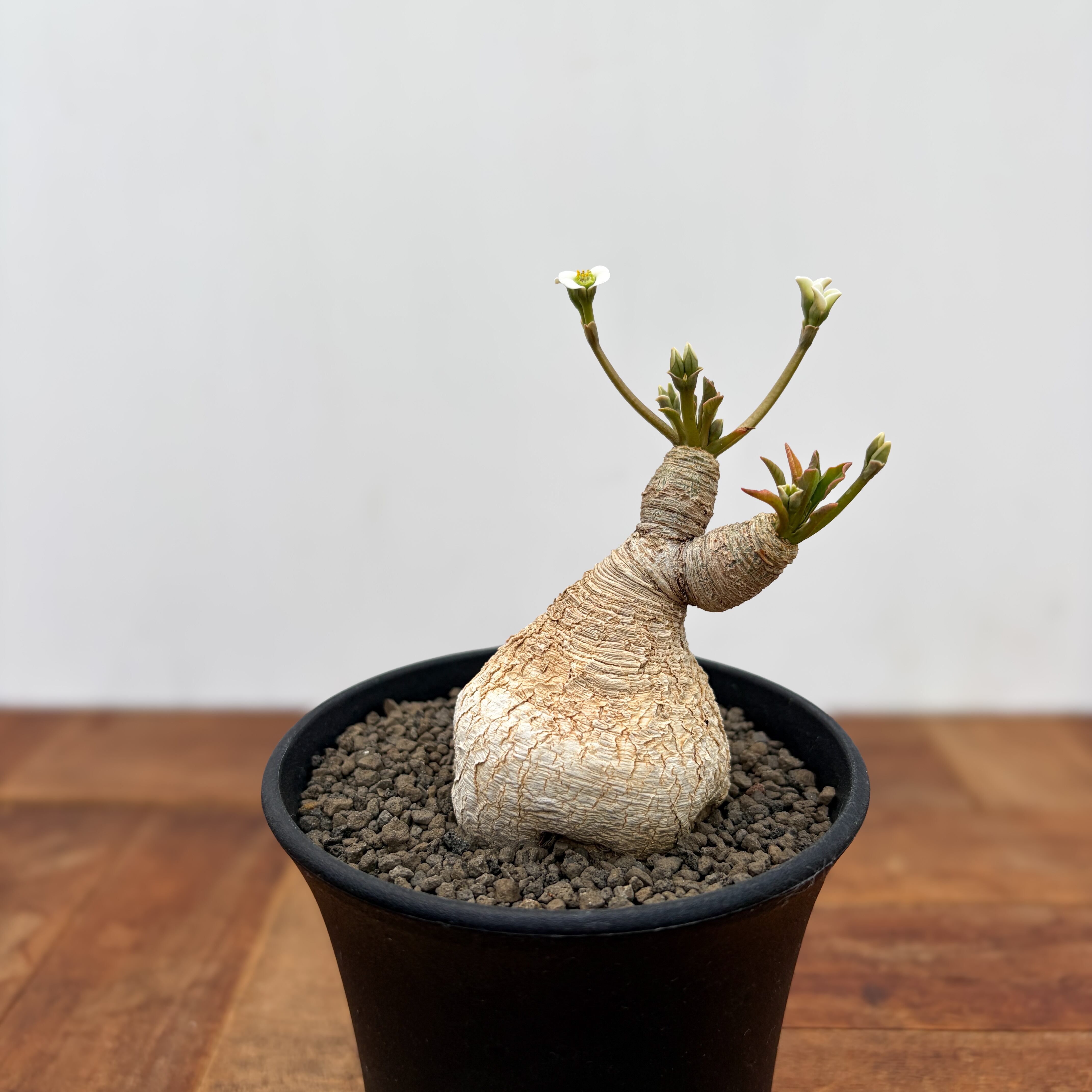 Euphorbia spannringii【ユーフォルビア・スパンリンギー(フィッシュ