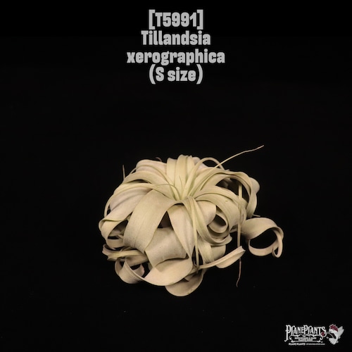 Tillandsia xerographica S〔ティランジア〕T5991