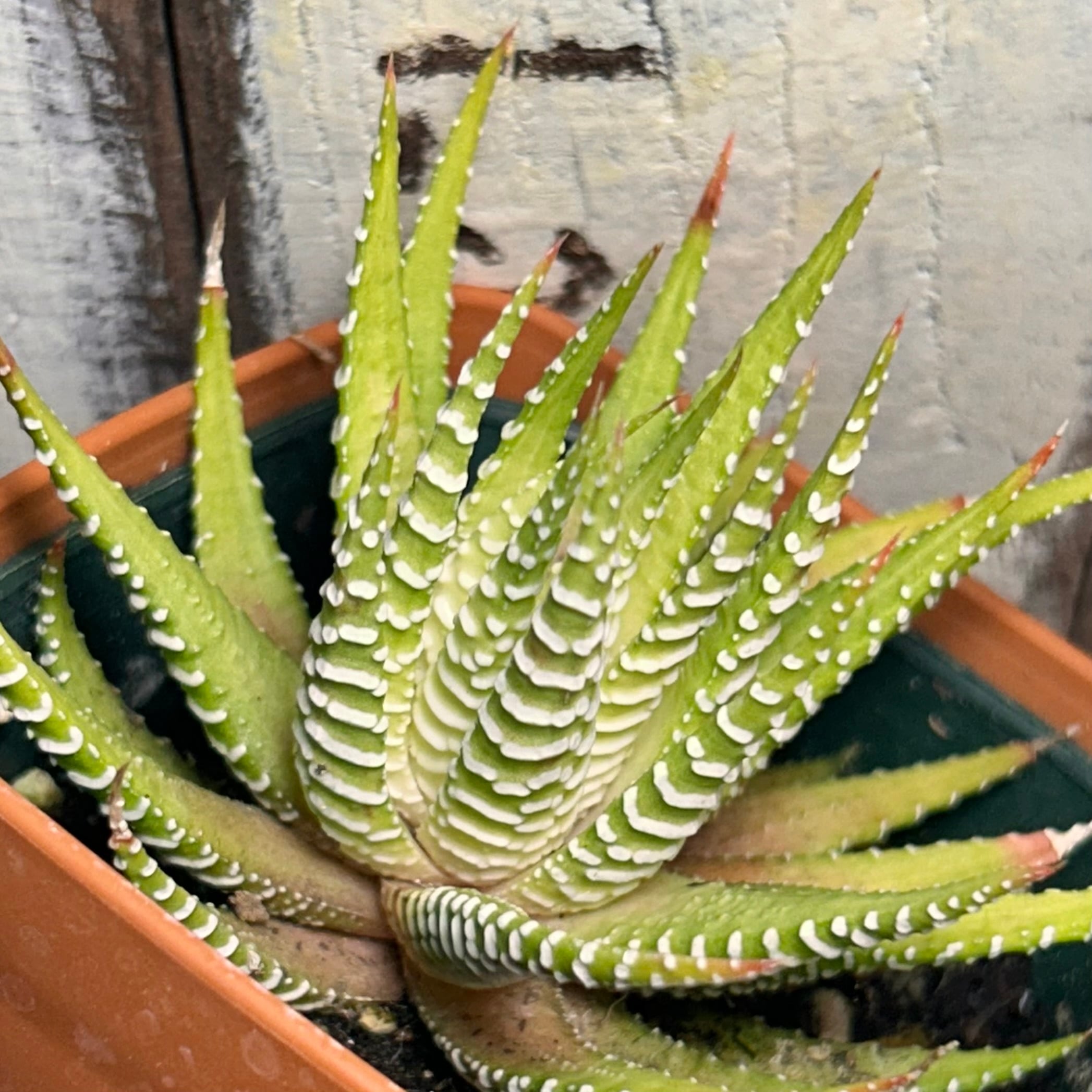 ハオルチア 白蝶 | RuPo 多肉植物専門店