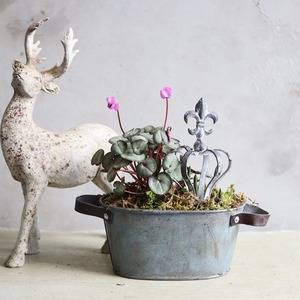 球根を楽しむ寄せ植え　クラウンピックをつかった小さな寄せ植え　お部屋にもオススメ　届いてすぐ玄関に飾れる 　プレゼントにもオススメ　