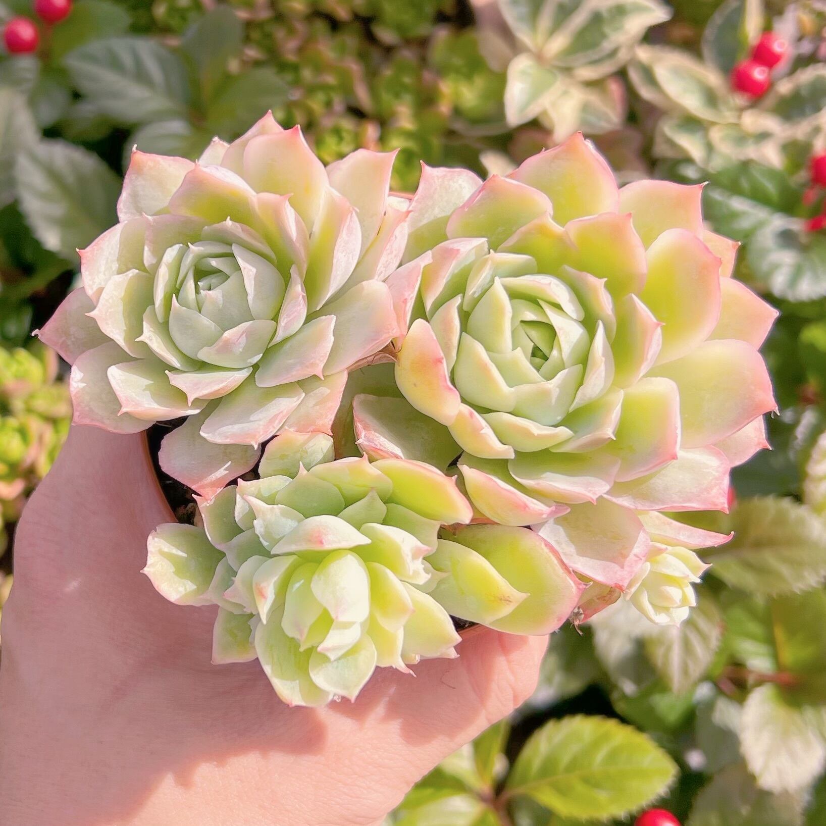 現品　静月#A04     古株　るる農園