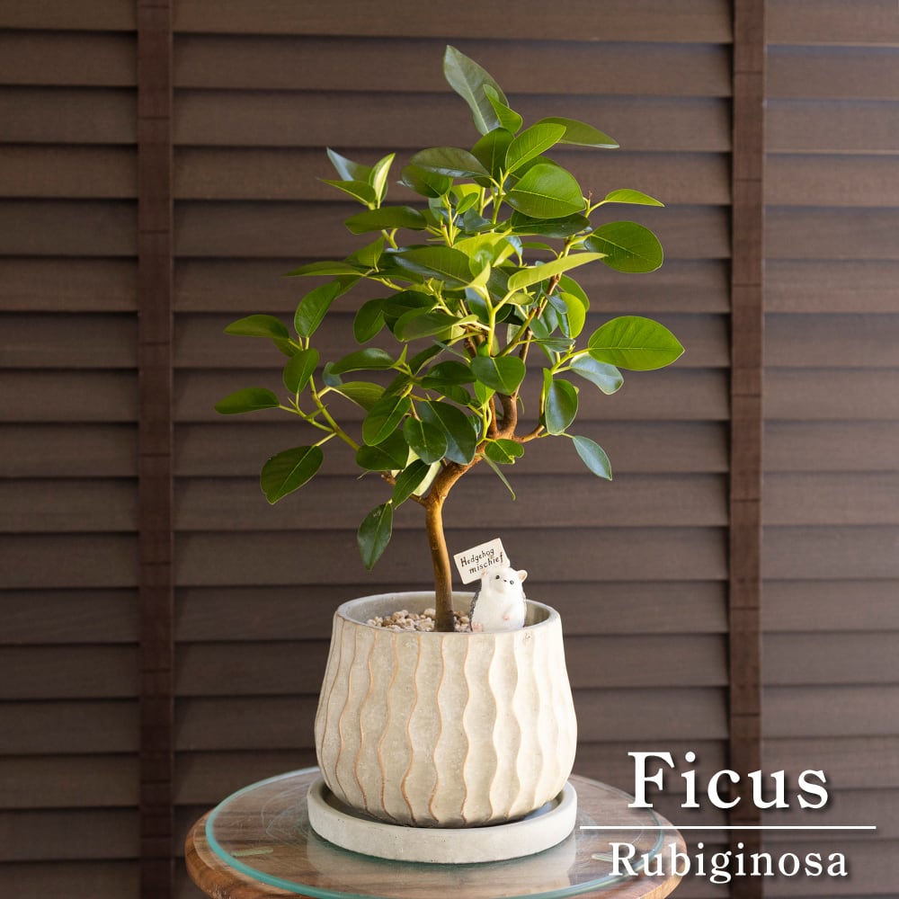 フィカス ルビギノーサ 曲げ仕立て フランスゴムの木 Rubiginosa 観葉植物 ゴムの木 0906GG