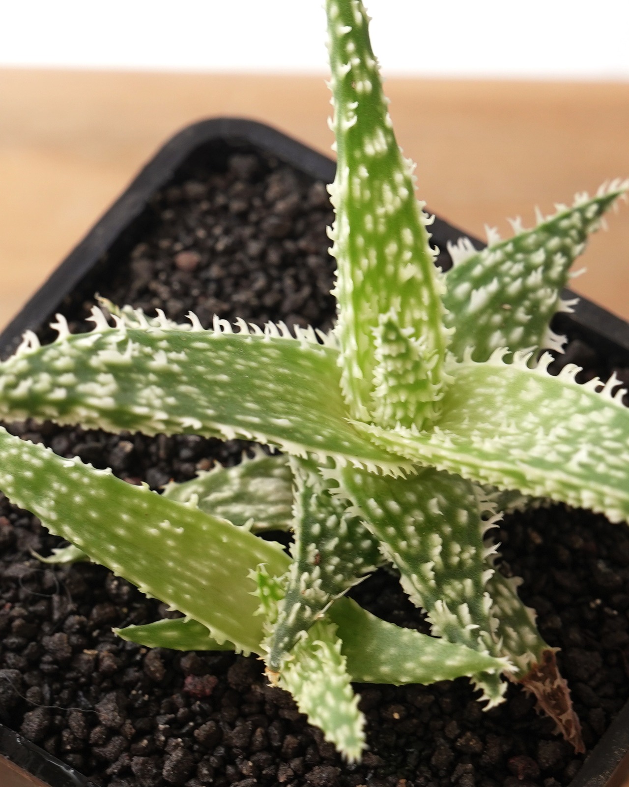 抜き苗 アロエ ゴジラ Aloe 'Godzilla'