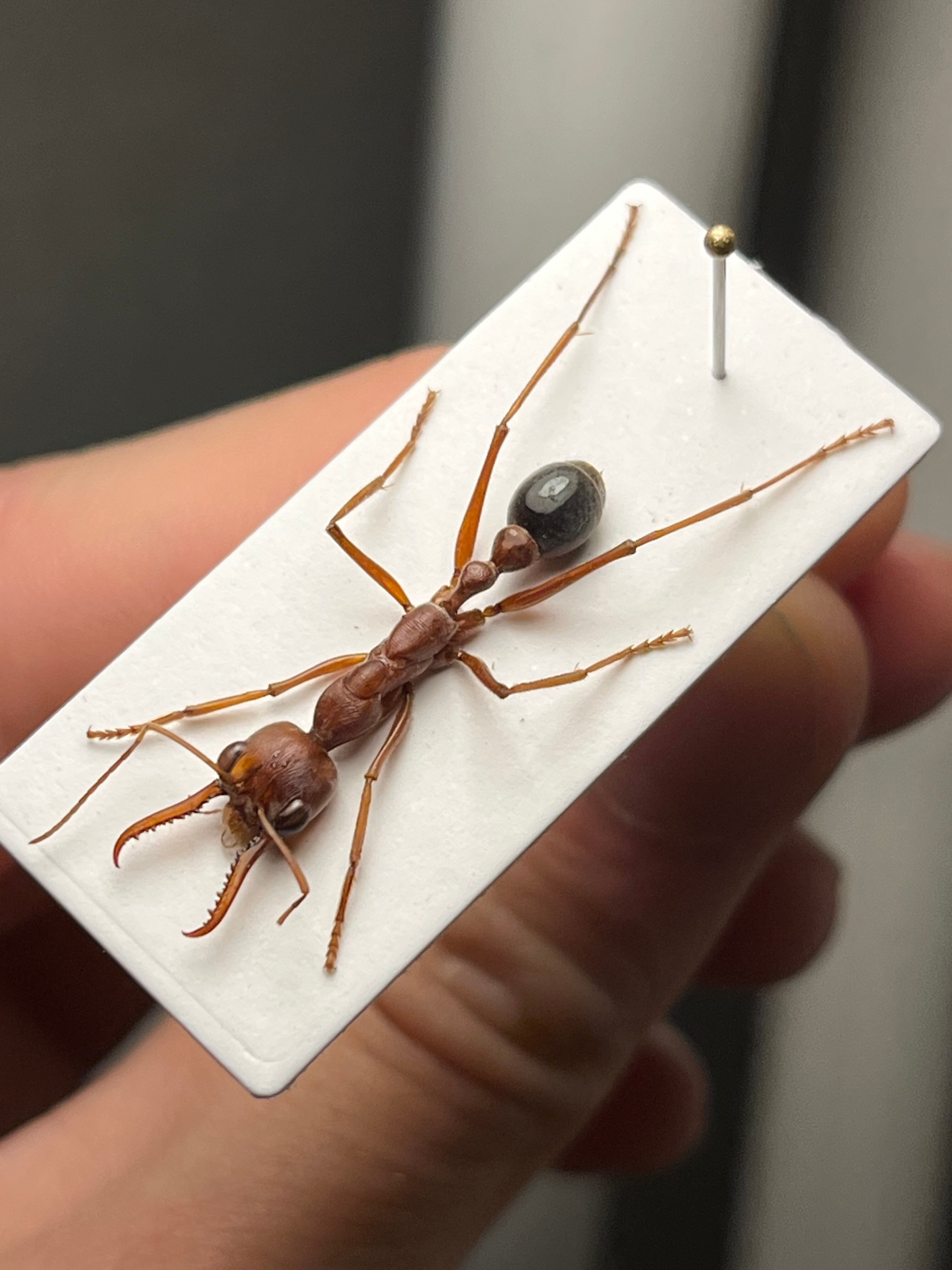 25mm】ブルドッグアント 標本 サスライアリドライバーアリ カマキリ