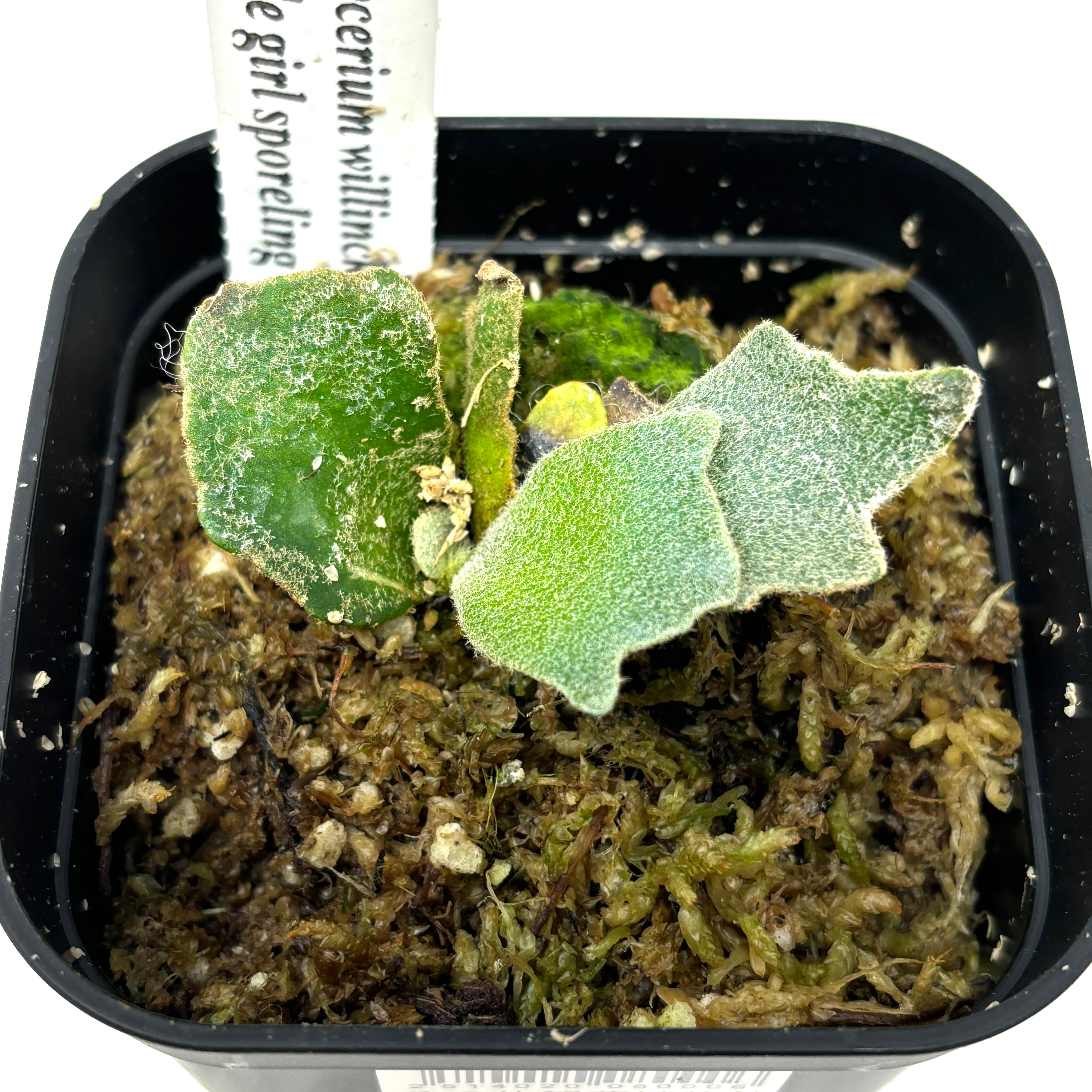 ビカクシダ ジェイドガール P. willinckii  