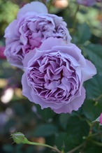 バラ大苗　＜ロサ・オリエンティス・プログレッシオ＞　エリザベート　７号鉢