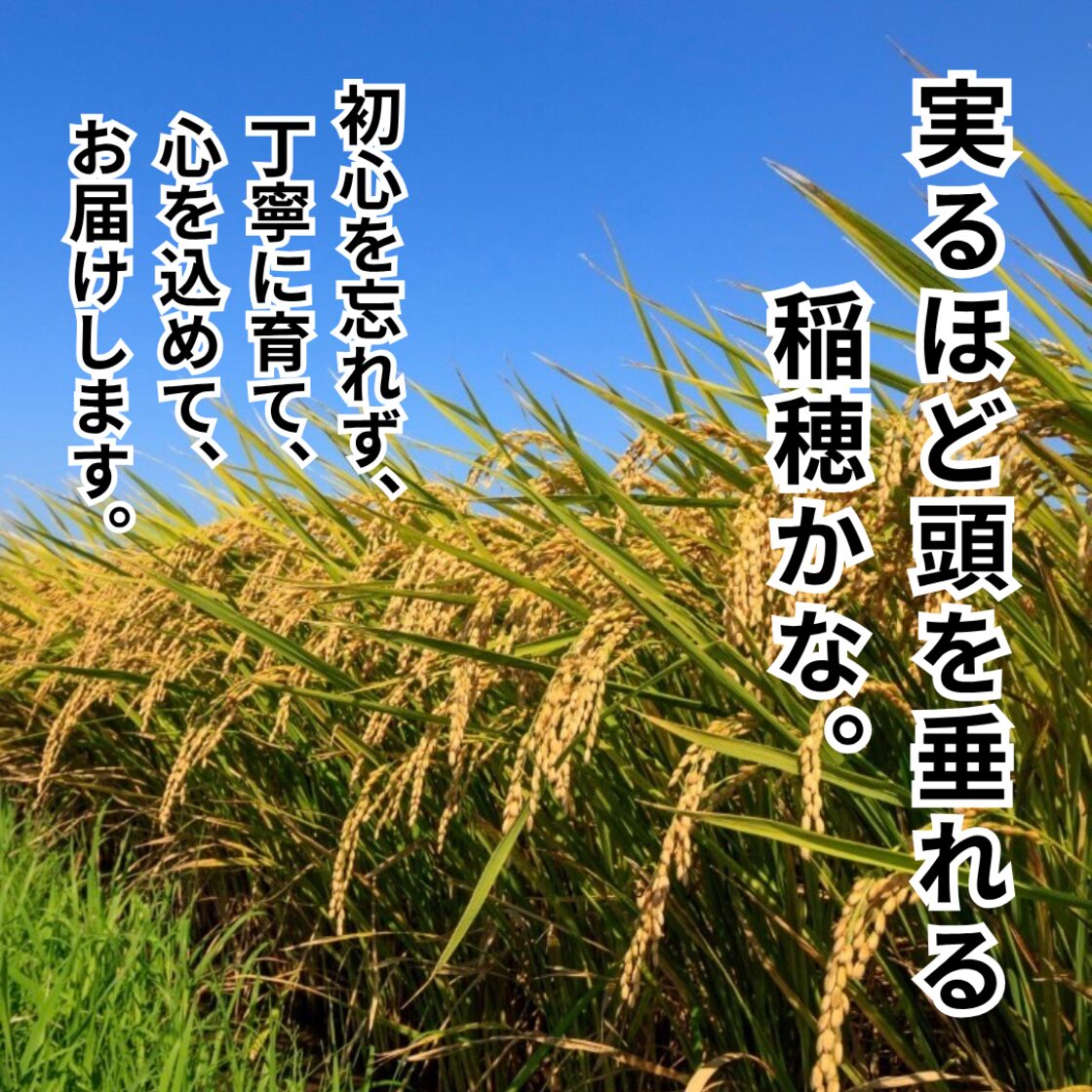 送料無料】令和7年度 キヌヒカリ 玄米 30kg 農家直販・直送 | Pay ID