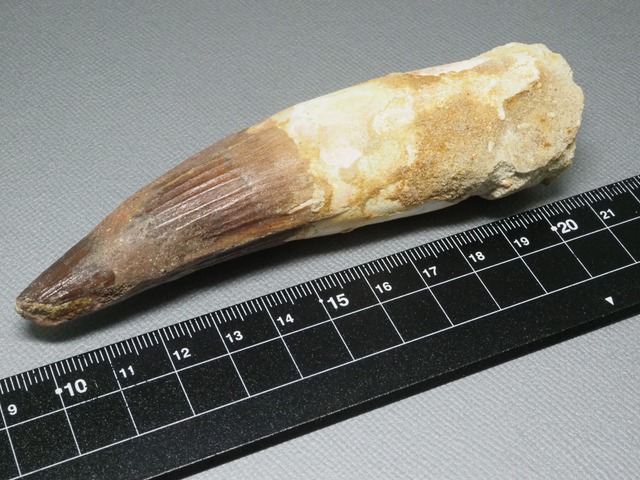 スピノサウルスの歯【Spinosaurus aegyptiacus】【120 mm】【80 g】モロッコ王国産/化石/牙
