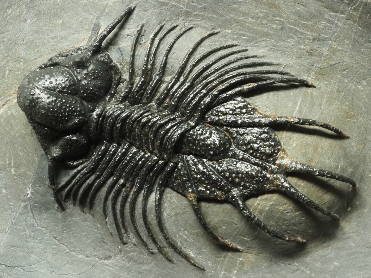 三葉虫【Acanthopyge sp.】【全長：70 mm】【662 g】モロッコ王国産 