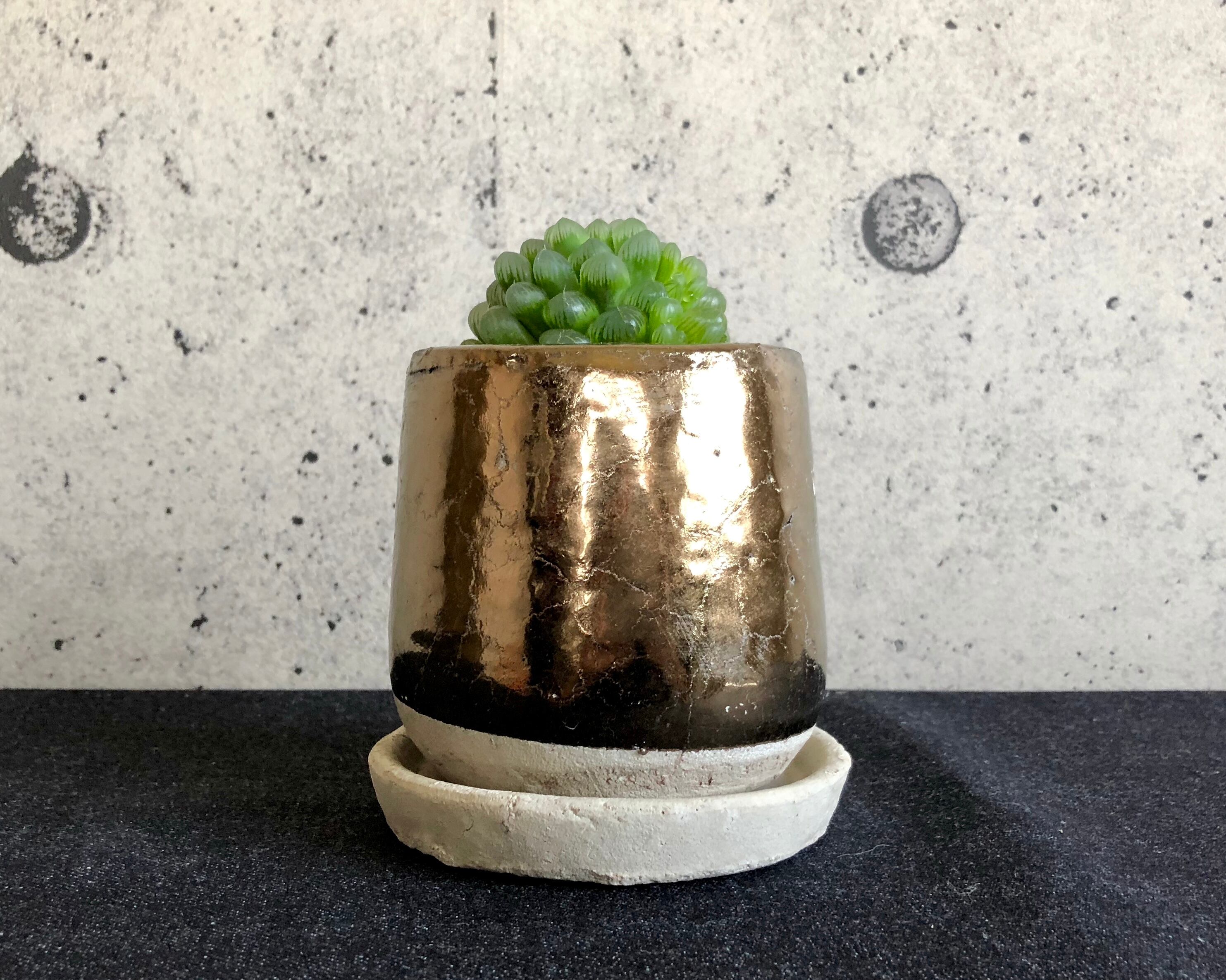 オブツーサ トゥルンカータ Planet Plants プラネットプランツ オブツーサ トゥルンカータ Planet Plants プラネットプランツ