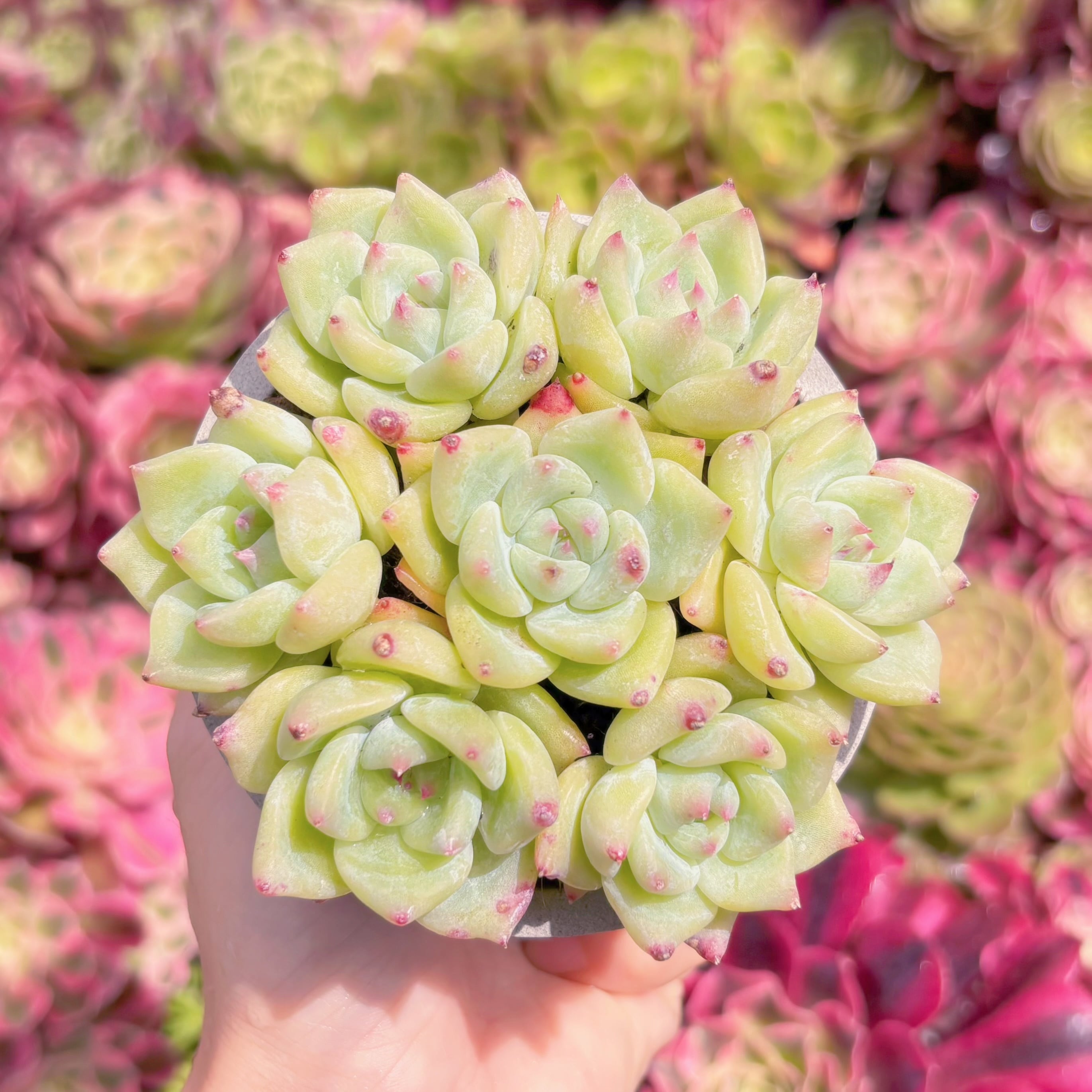 多肉植物　ホワイトラタム(7苗)　新入荷　るる農園