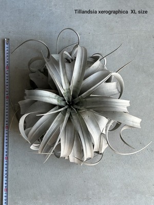 Tillandsia xerographica XLsize【artPLANTs】Tillandsia/ティランジア/キセログラフィカ