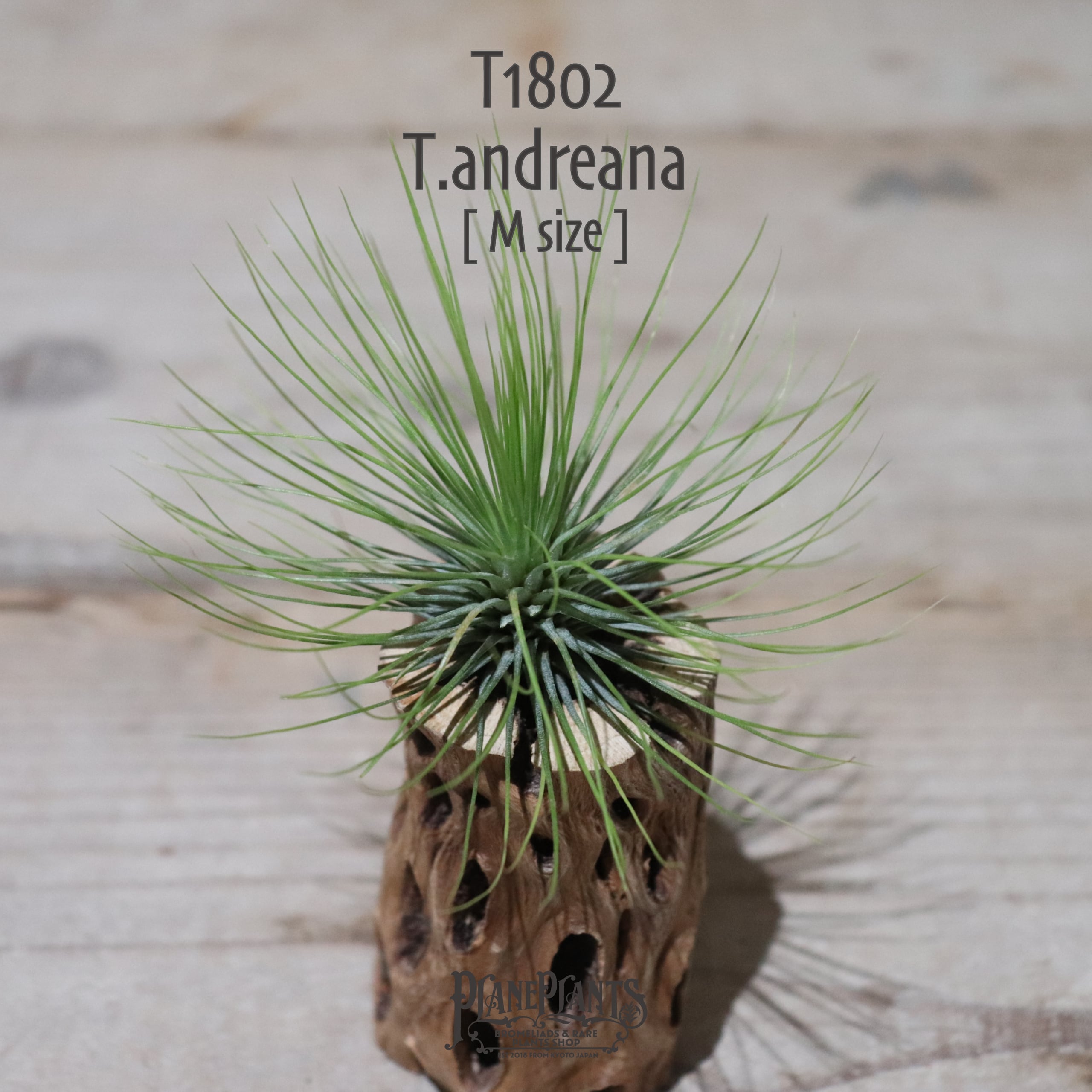 【送料無料】アンドレアナ M〔エアプランツ〕現品発送T1802