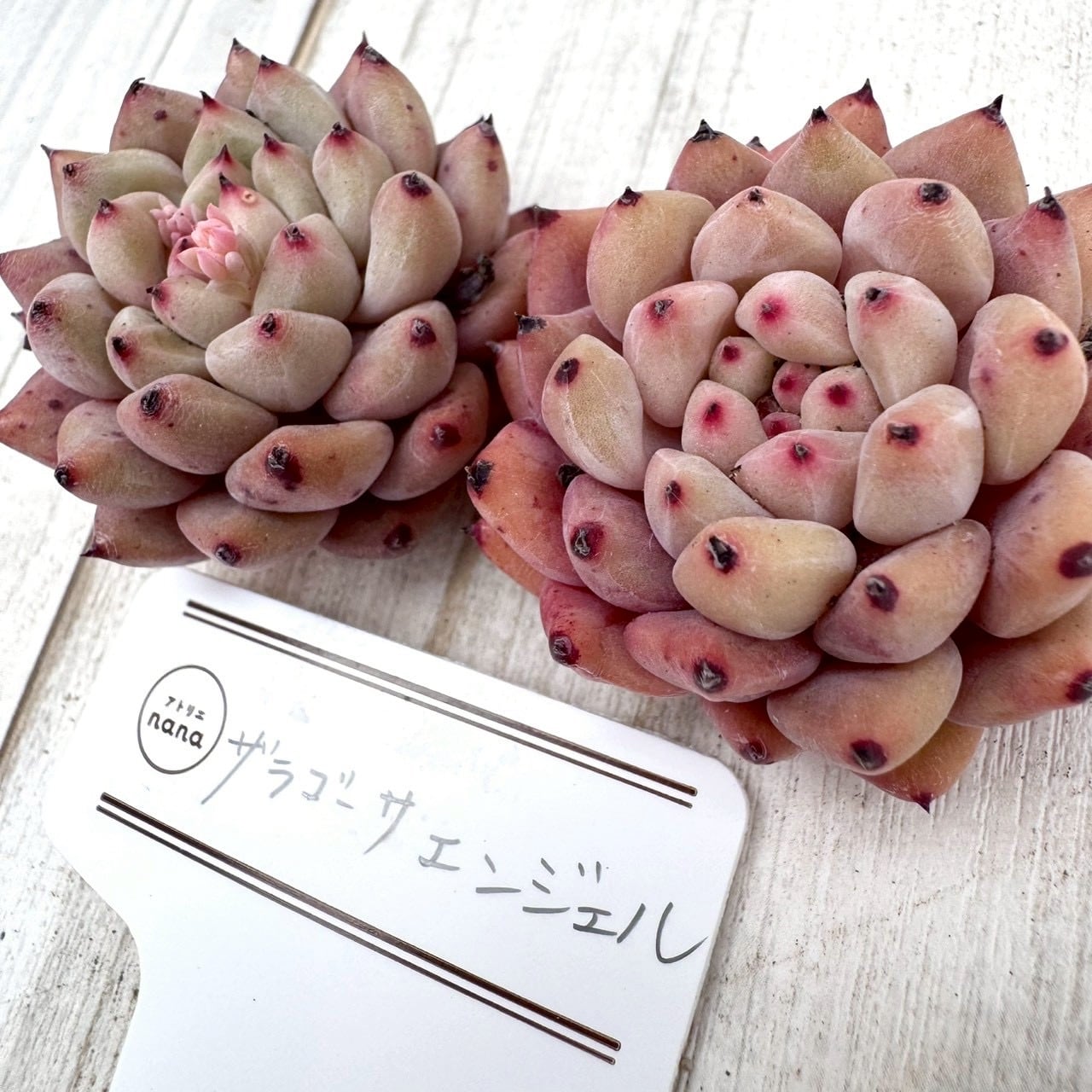 【輸入苗】ザラゴーサ エンジェル|多肉植物,寄せ植え,おしゃれ,かわいい