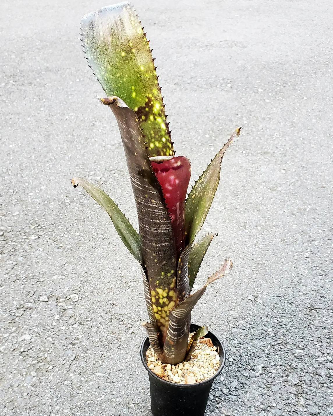 BILLBERGIA ‘Obi-Wan’ ビルベルギア オビワン