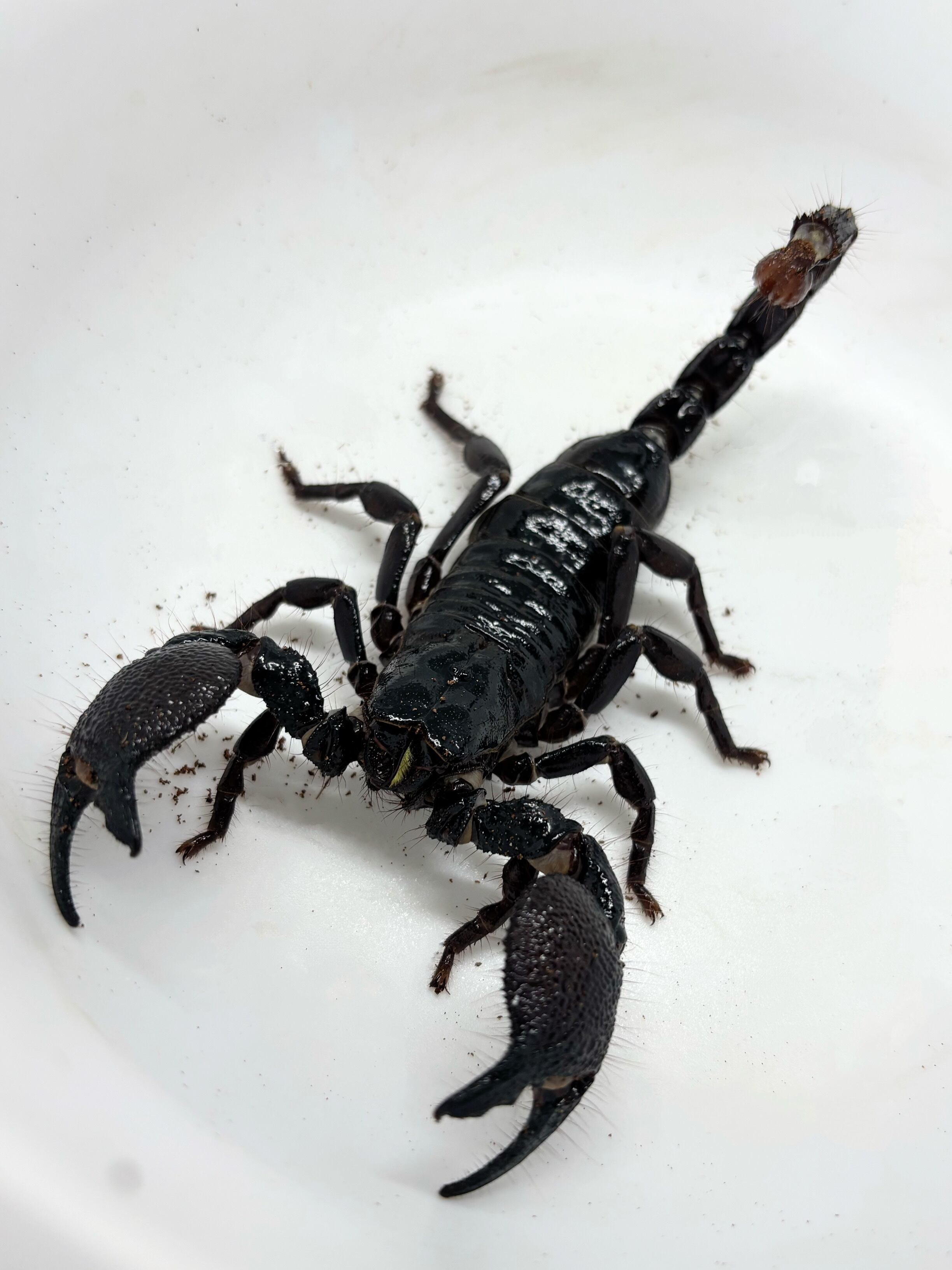 ダイオウサソリ♀⑨ 1匹 | まるころ商店〜まるくてころころした生き物