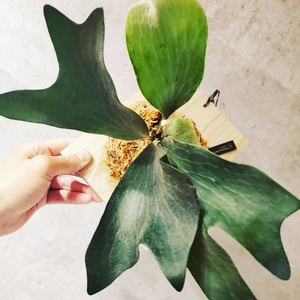 P.Rimklong Spore【artPLANTs】ビカクシダ/Platycerium