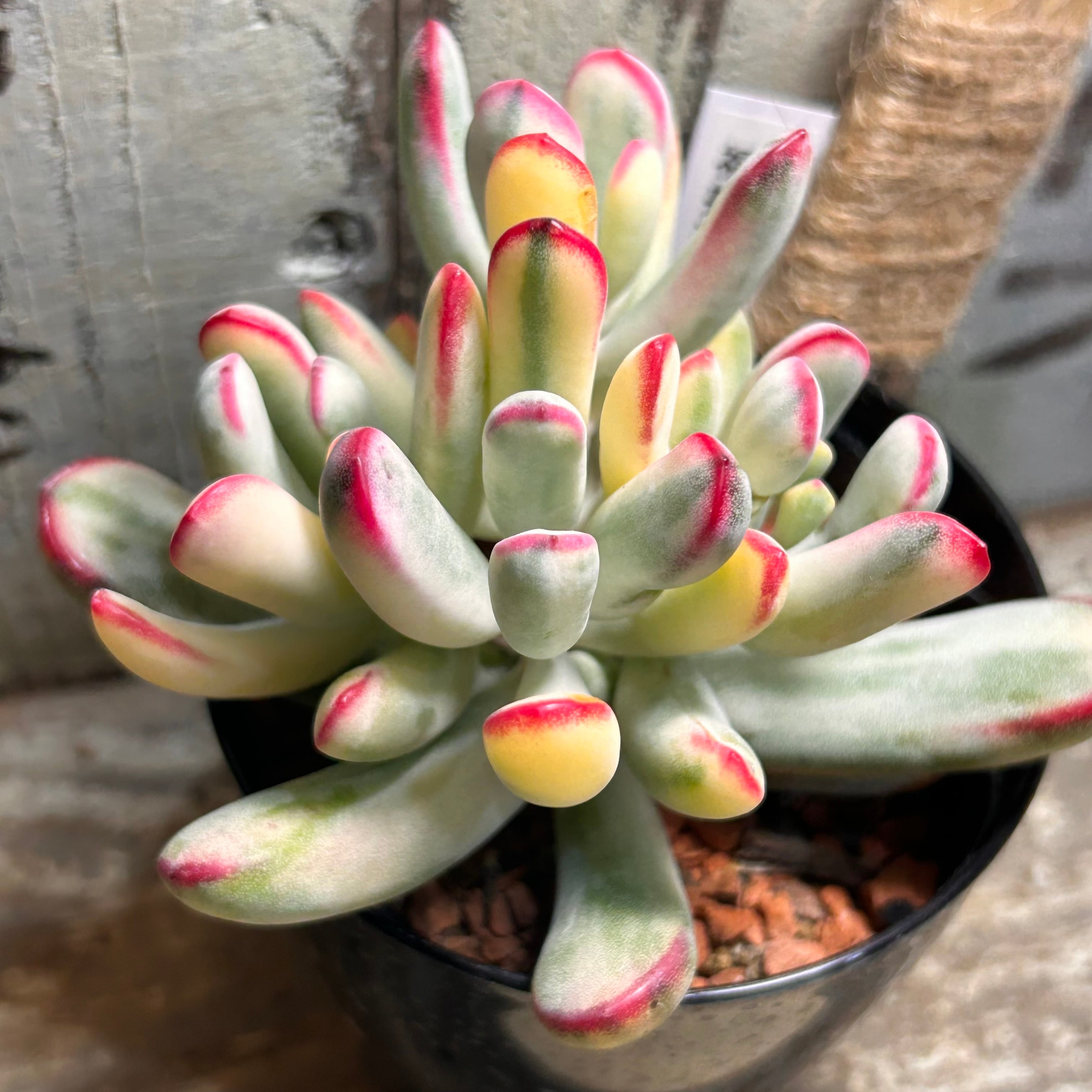錦 | RuPo 多肉植物専門店
