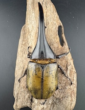 《ヘラクレス・ヘラクレス 137mm ペア》