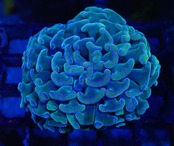【現地買付】ParaAncora UniqueColor 4