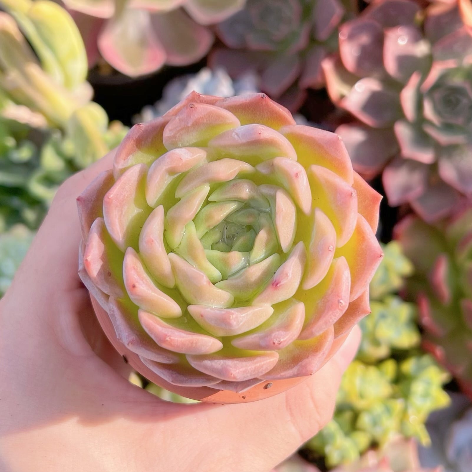 多肉植物 厚夢 新入荷 るる農園 | るる農園~多肉植物専門