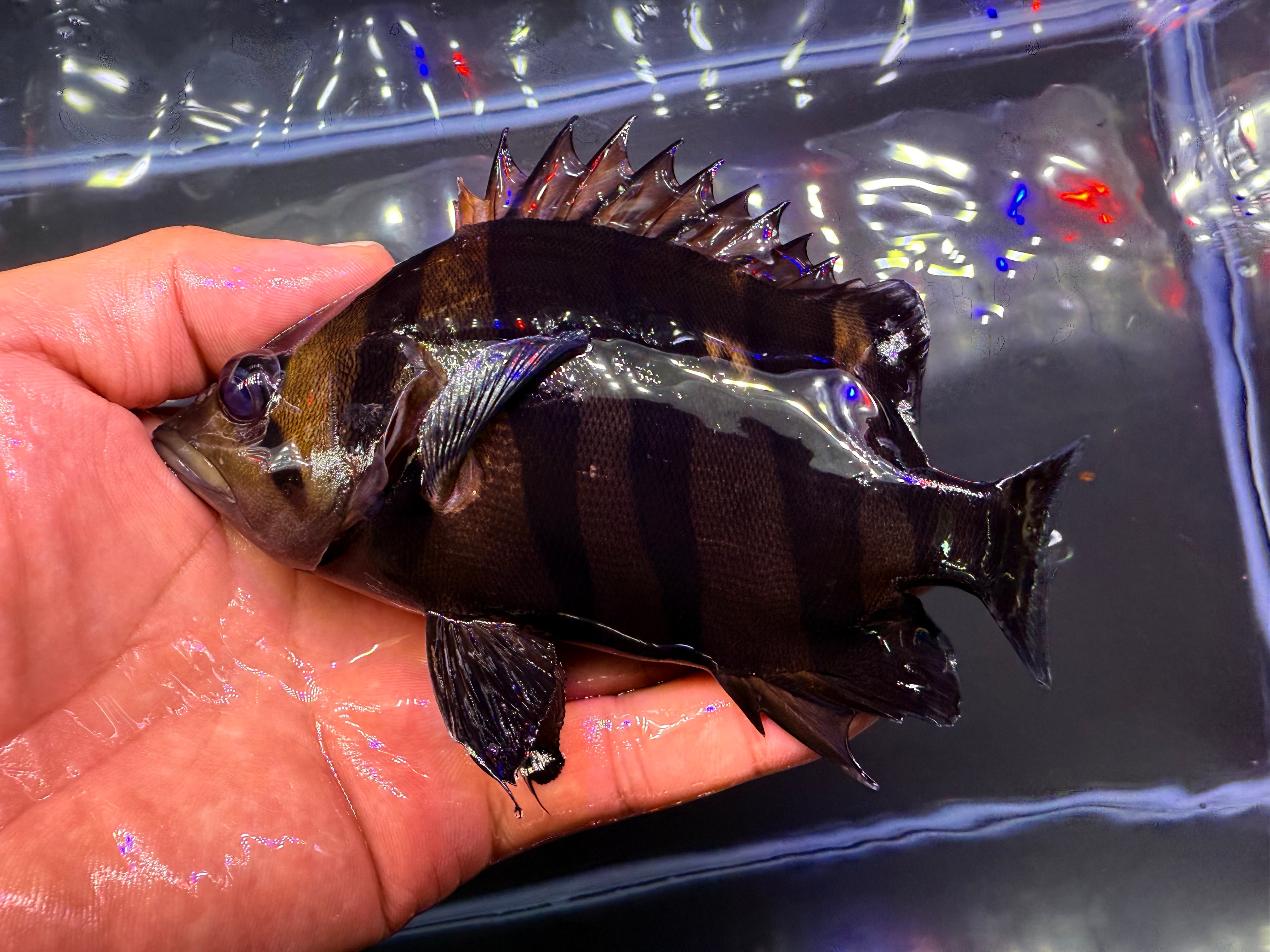 G01⑦ ダトニオプラスワン 18㎝前後 パーフェクトバンド | アクア