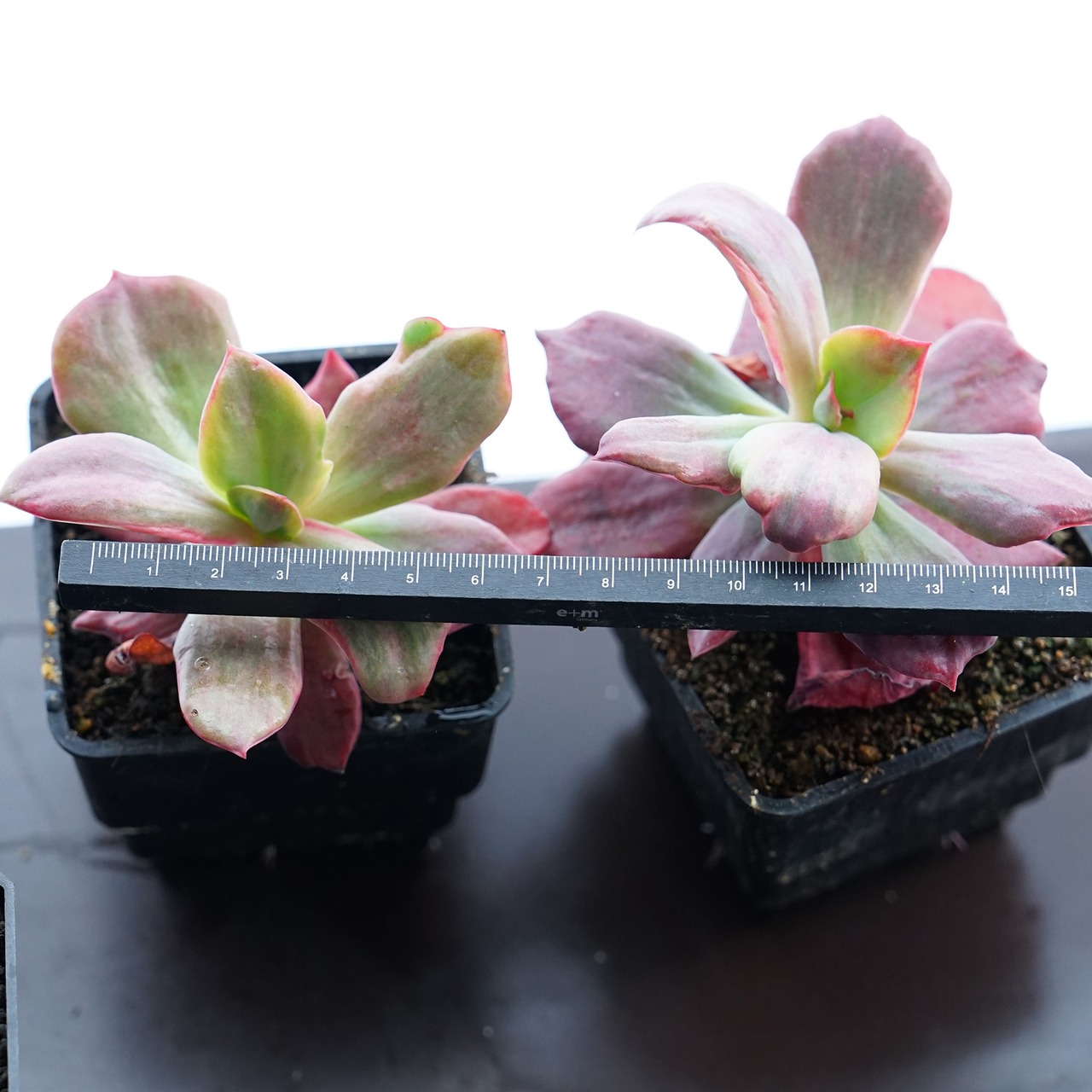 抜き苗 ギビフローラ ダイアモンドステート 大株 Echeveria gibbiflora 'Diamond State'