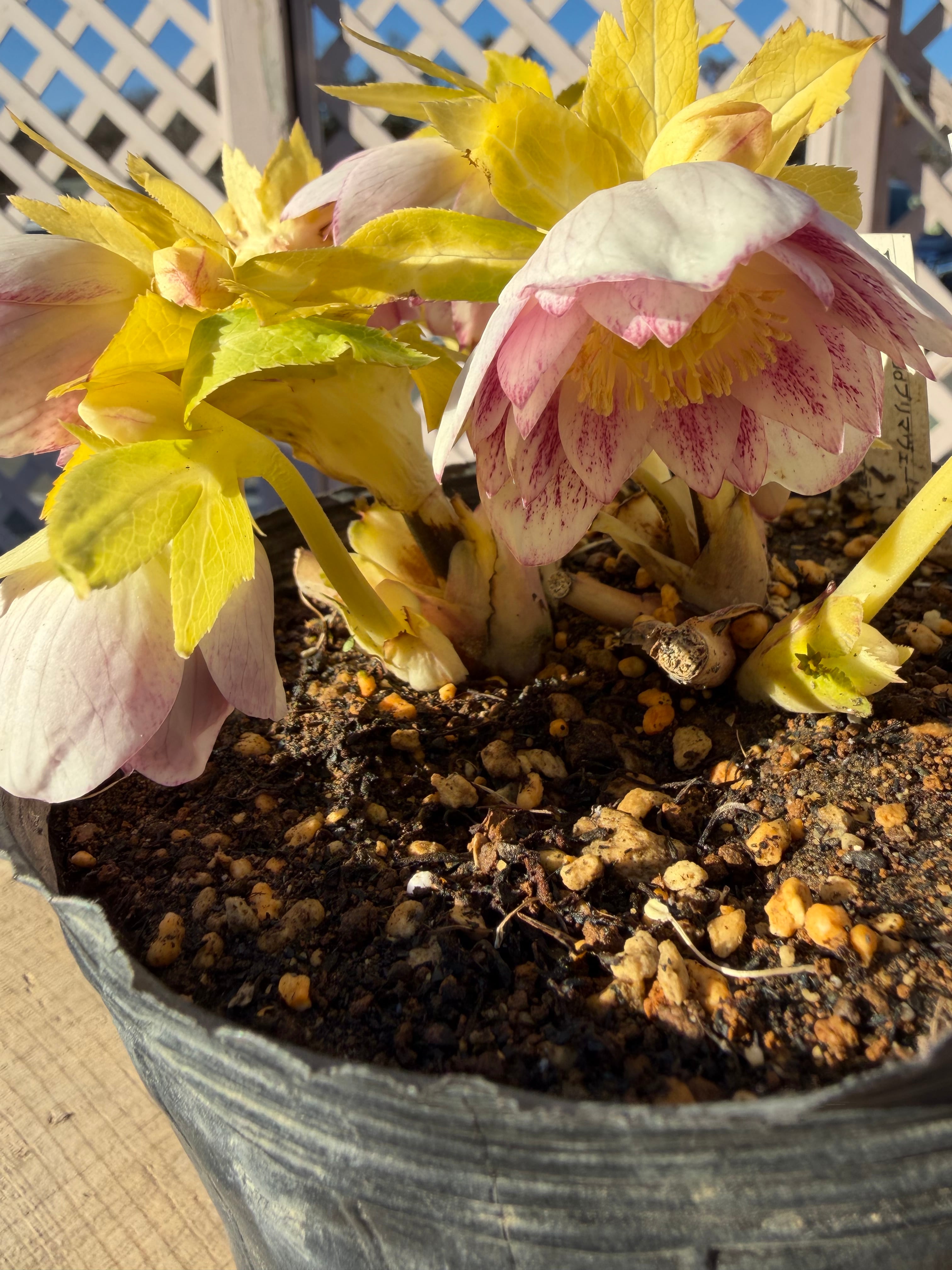 プリマヴェーラホワイトゴールド 充実株 ※脇芽未確認＆花茎キズ有 加藤