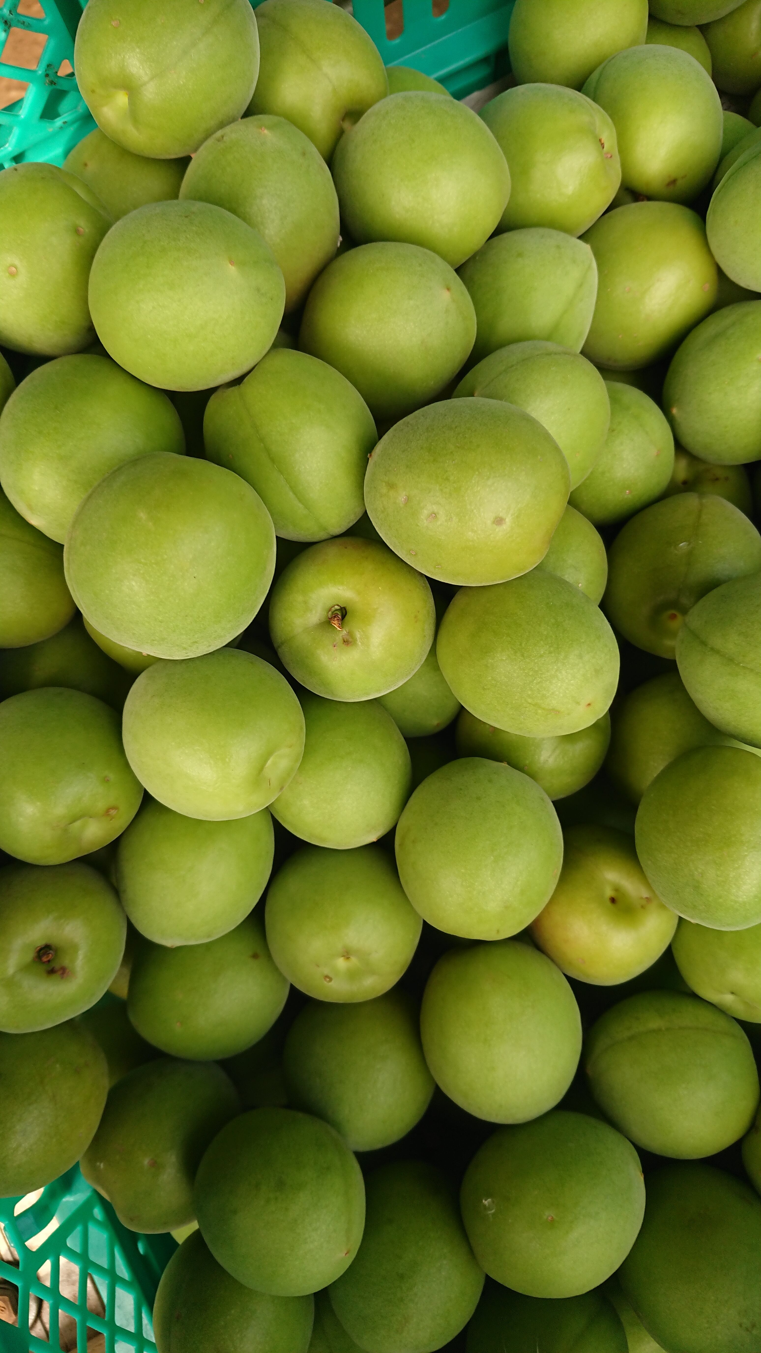 大橋様限定 丸鈴園青梅 Lサイズ5kg ヤマトクール便