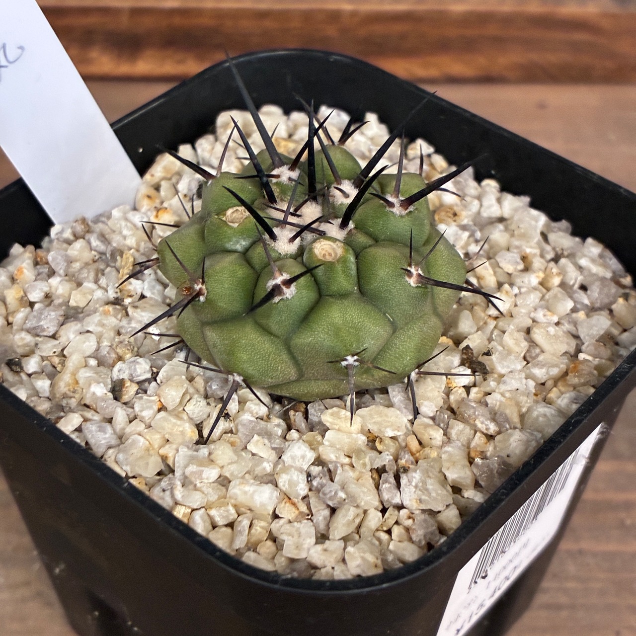 【Copiapoa】サボテン　コピアポア　黒王丸実生【1031】【再撮影】