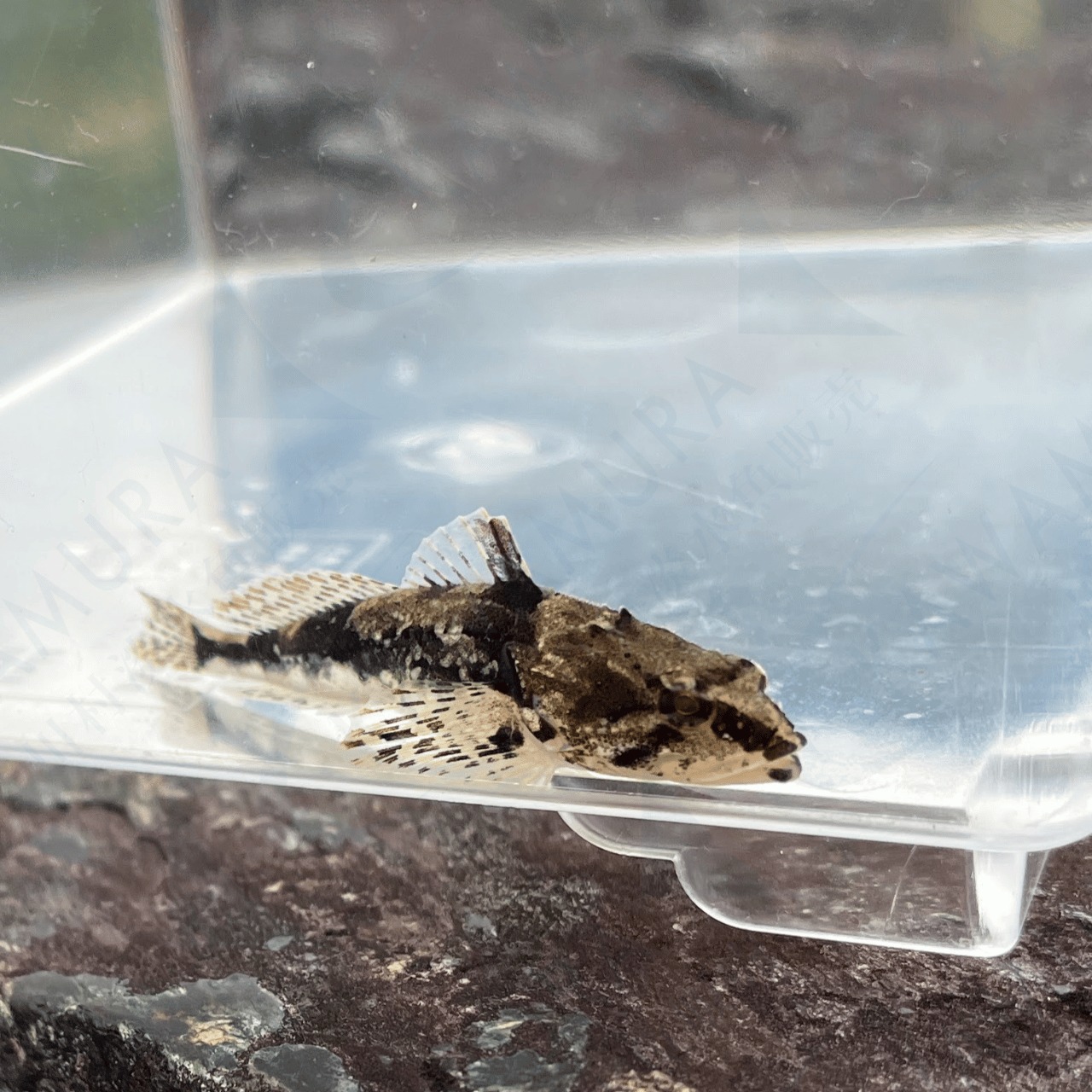 (淡水魚)ヤマノカミ 4cm±(1匹)【生体】