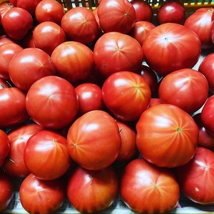 新鮮桃太郎春トマト　１２個　トレイ入り　２㎏以上　１７５０円